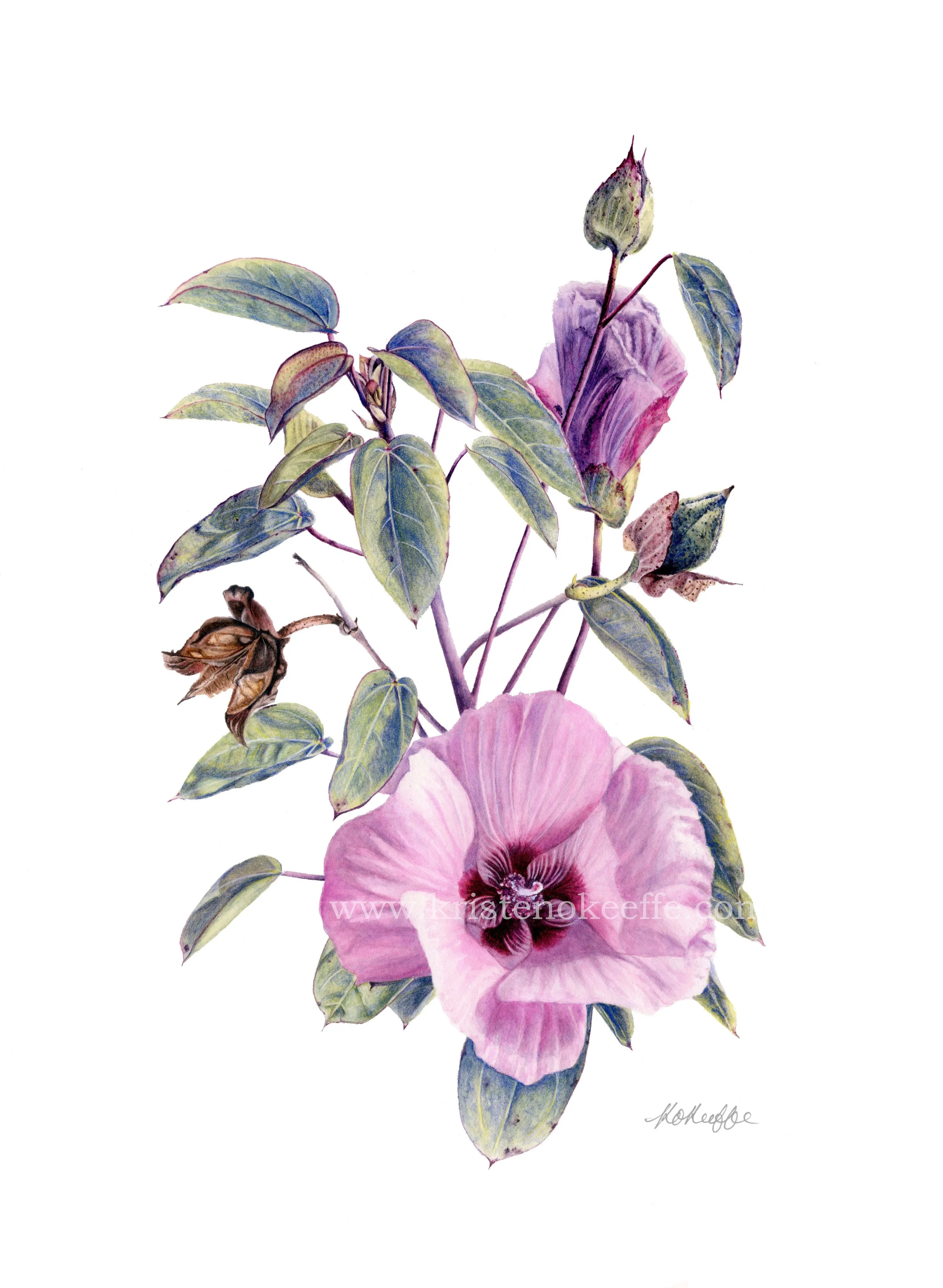Gossypium sturtianum 