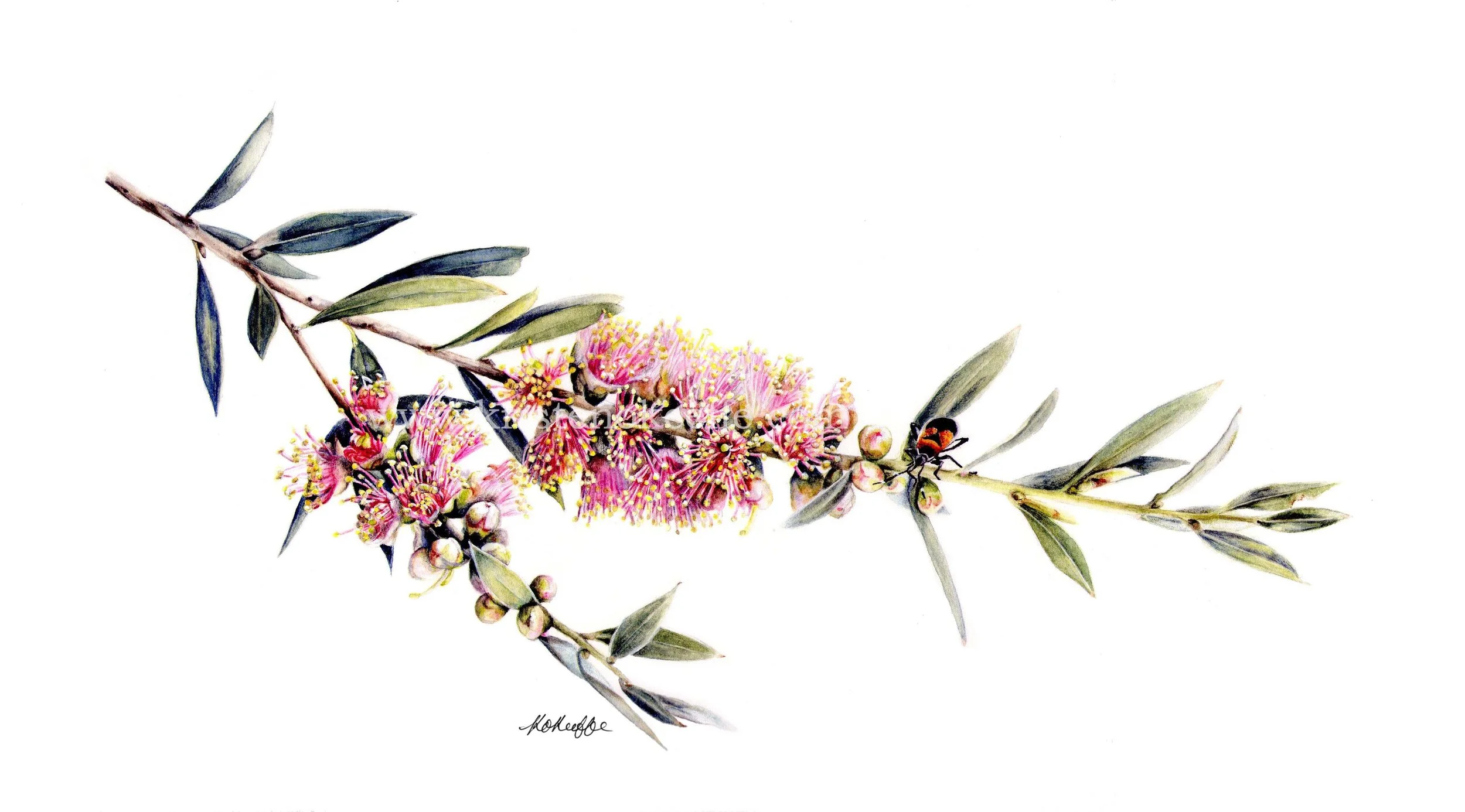Callistemon sieberi