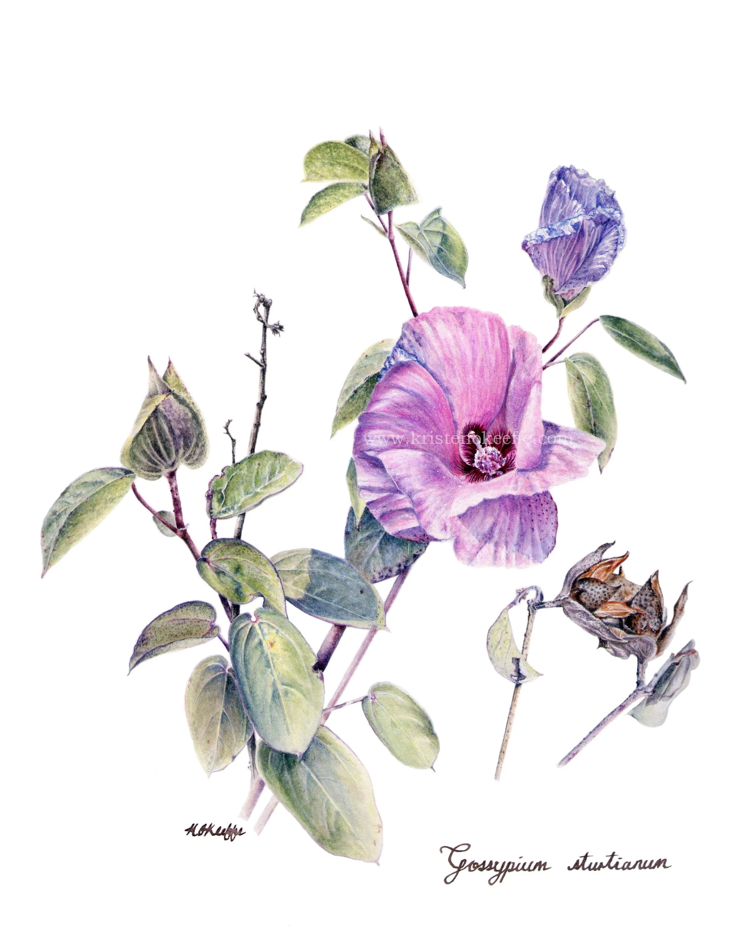 Gossypium sturtainum