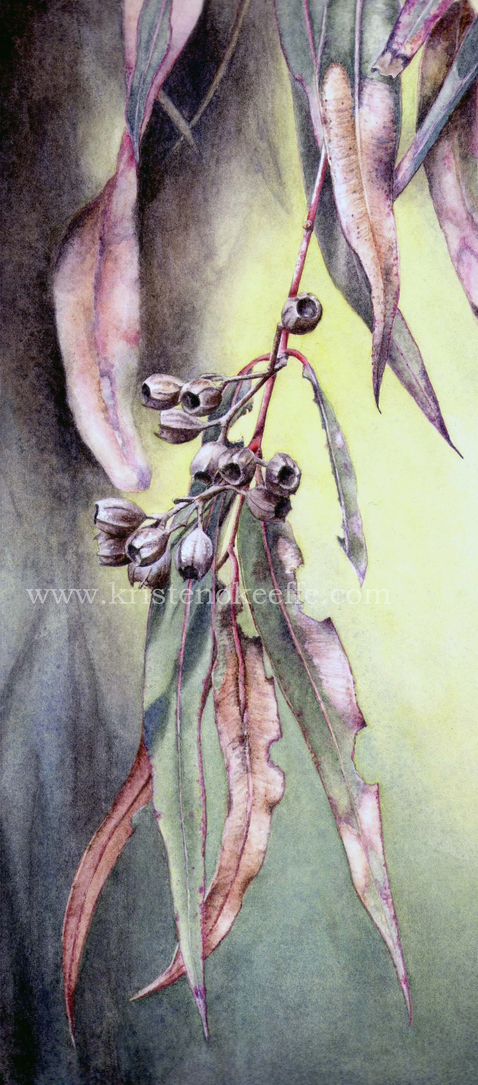 Eucalyptus Twig