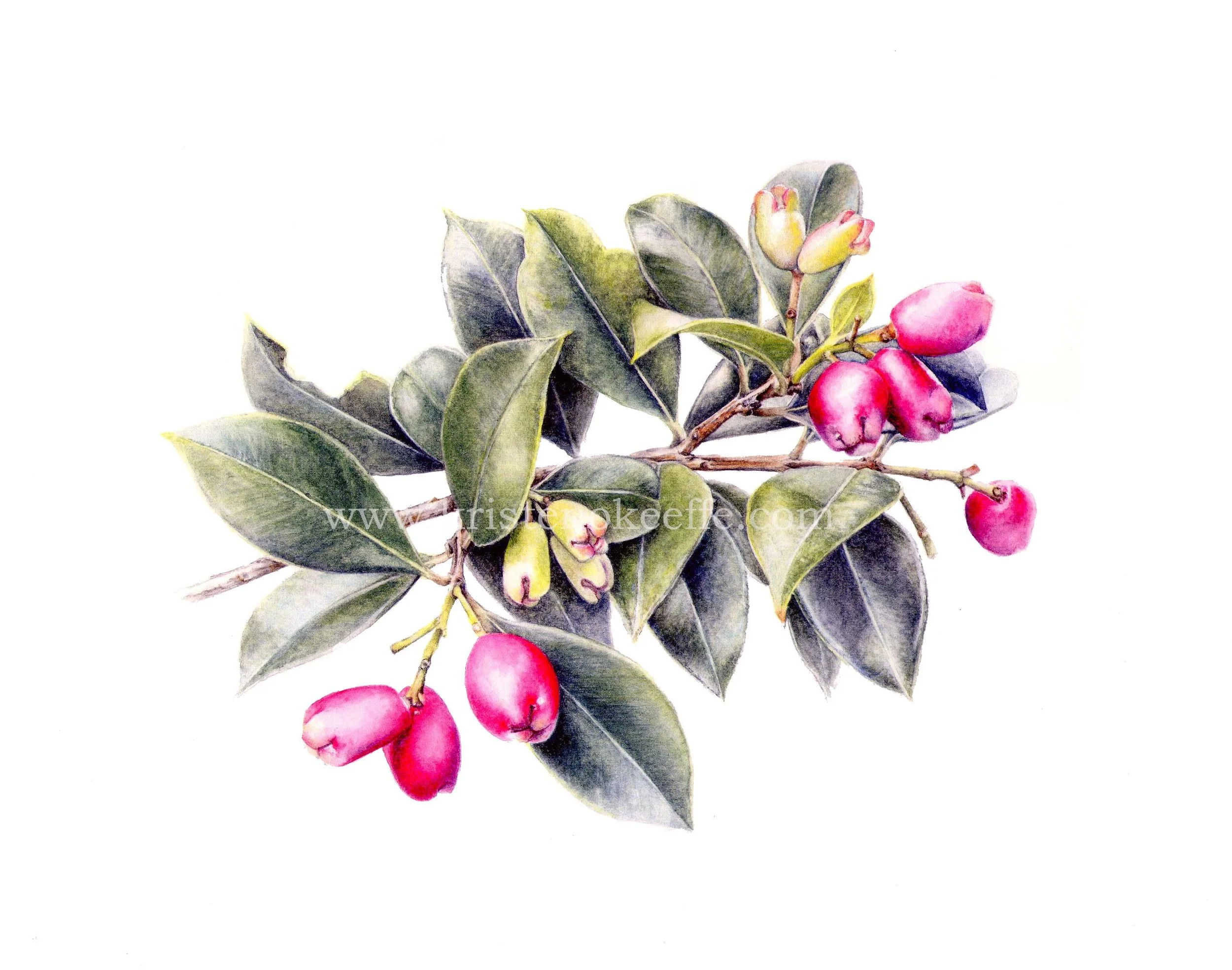 Syzygium australe