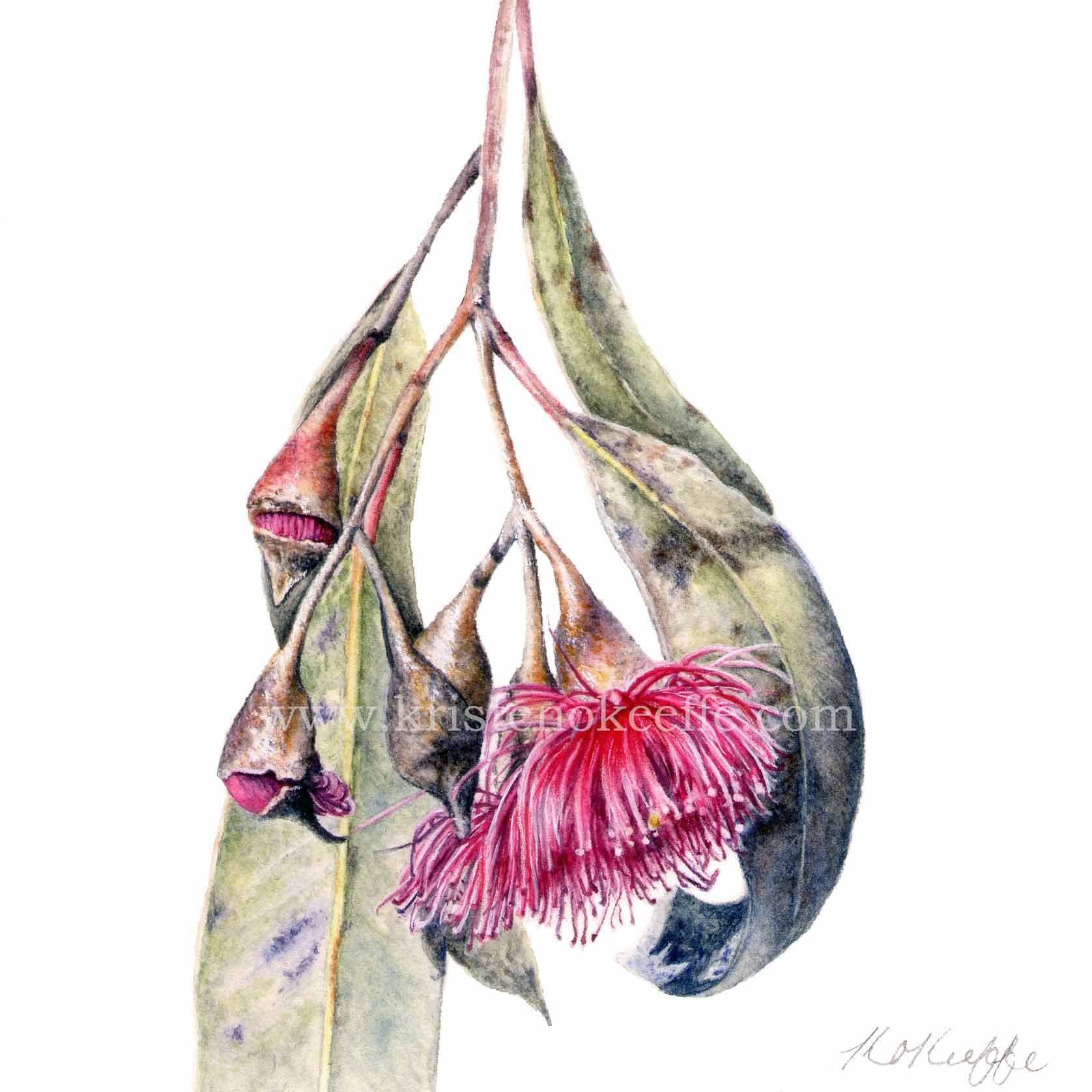Eucalyptus leucoxyon