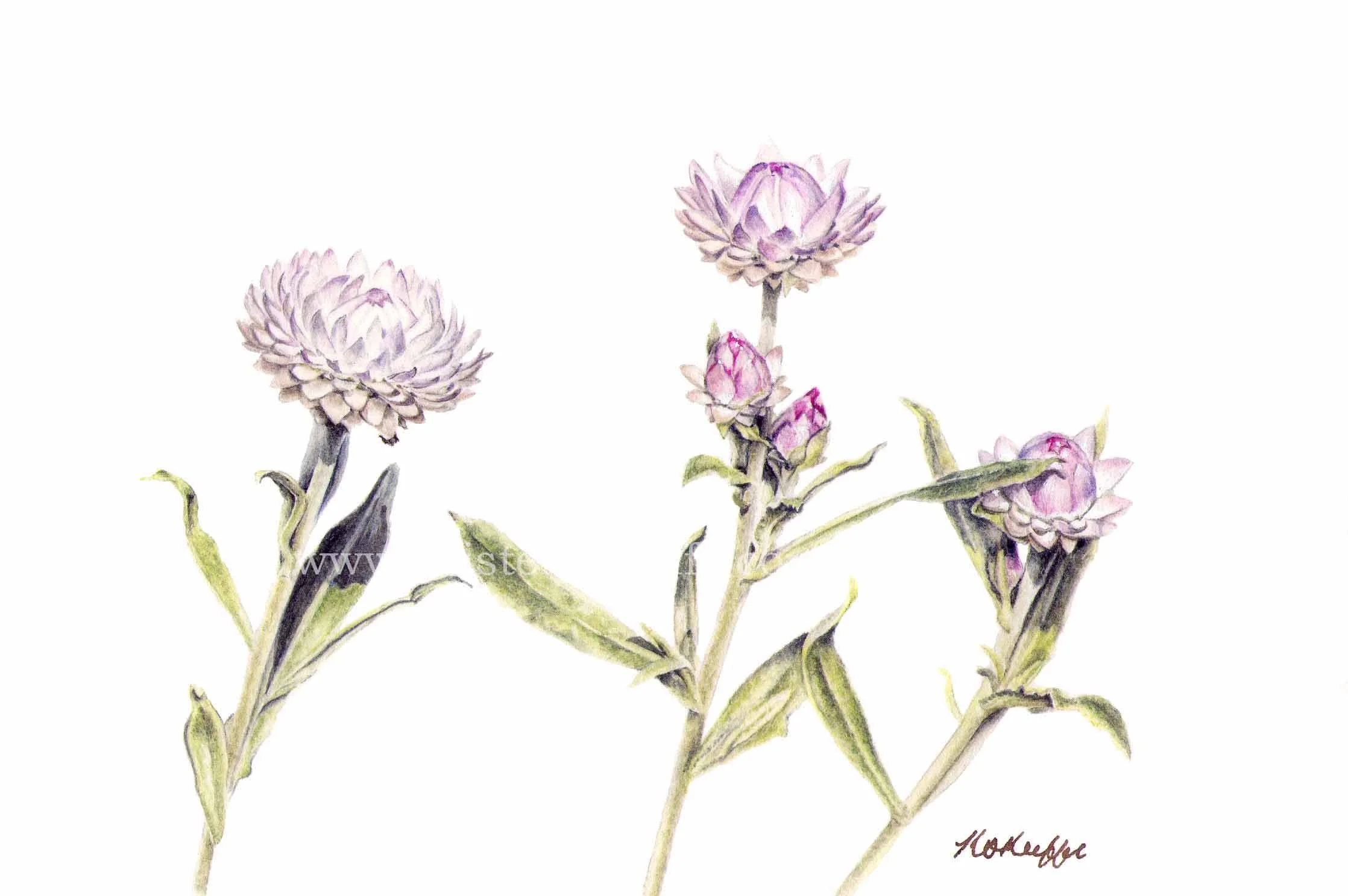 Xerochrysum sp.