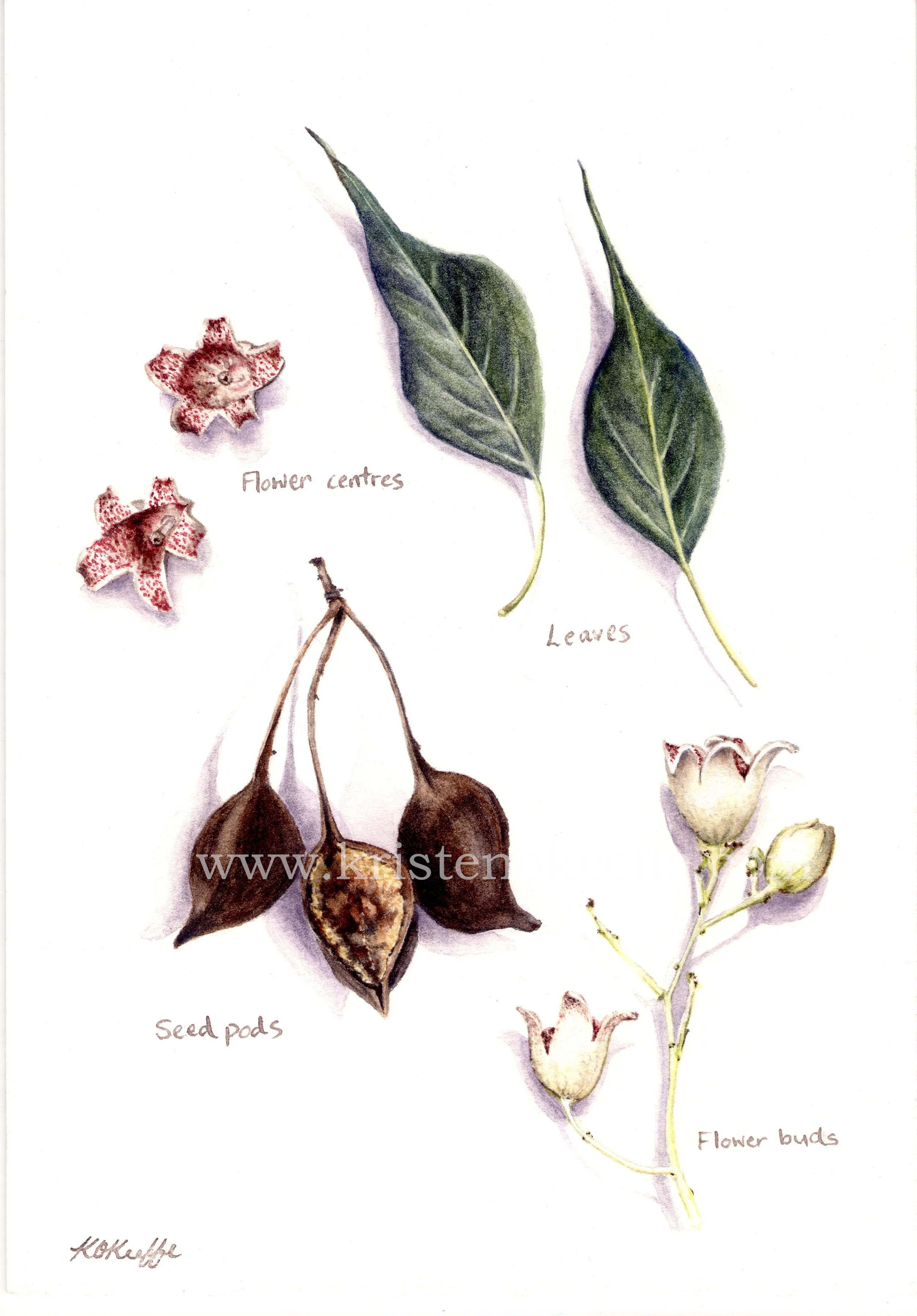 Brachychiton populneus study