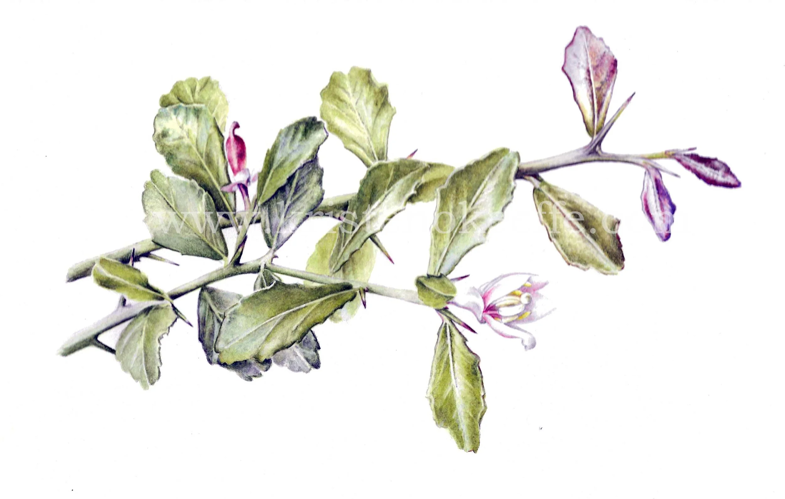 Citrus australasica, Fingerlime