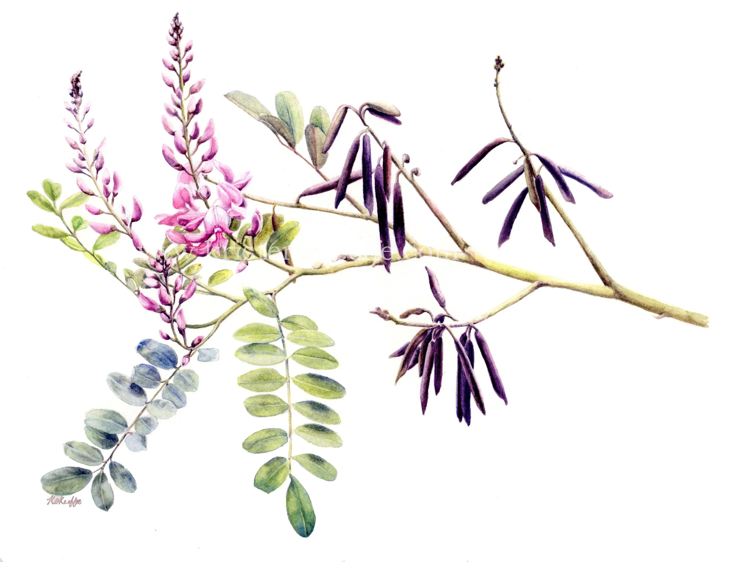 Indigofera australis
