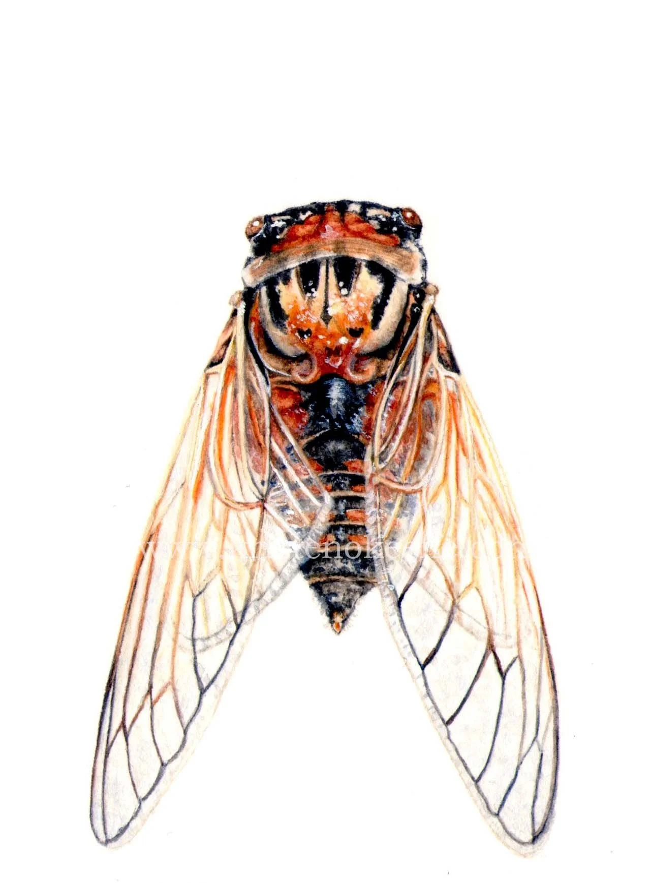 Cicada, Double Drummer