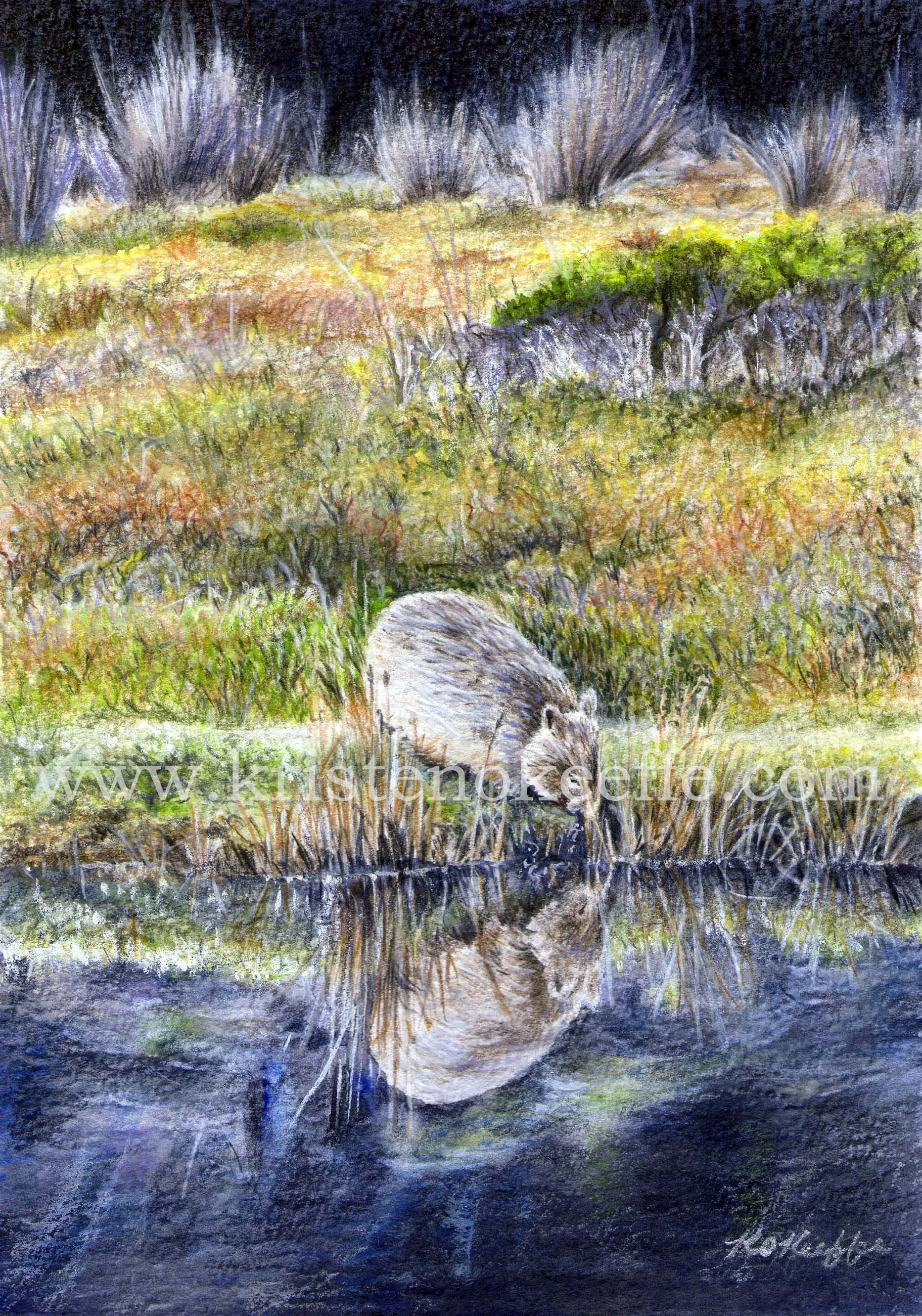 Wombat Narcissus (SOLD)