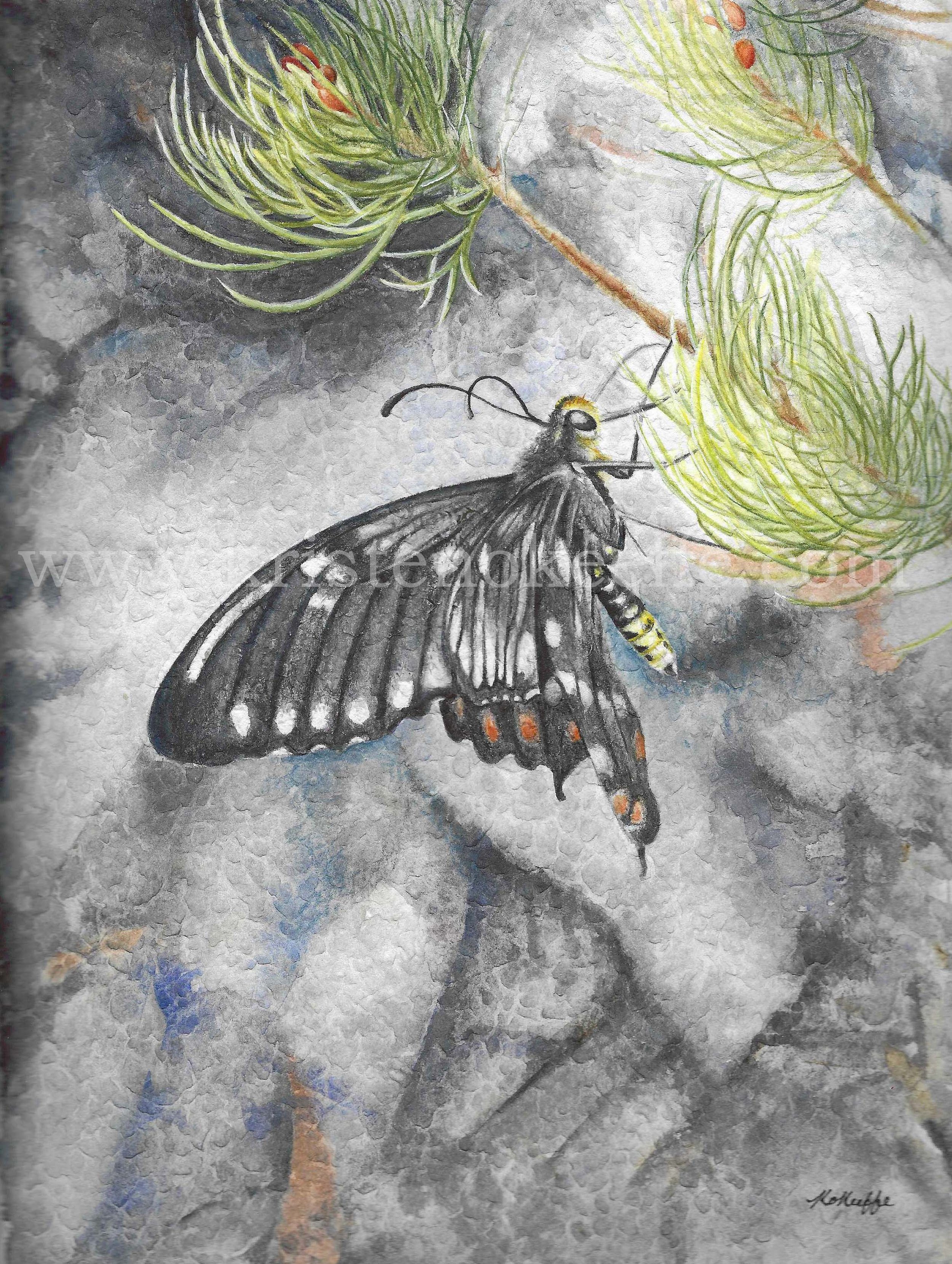 Dainty Swallowtail