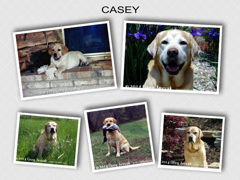 Celebrating Casey