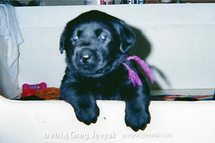 Tess - under 6 weeks old