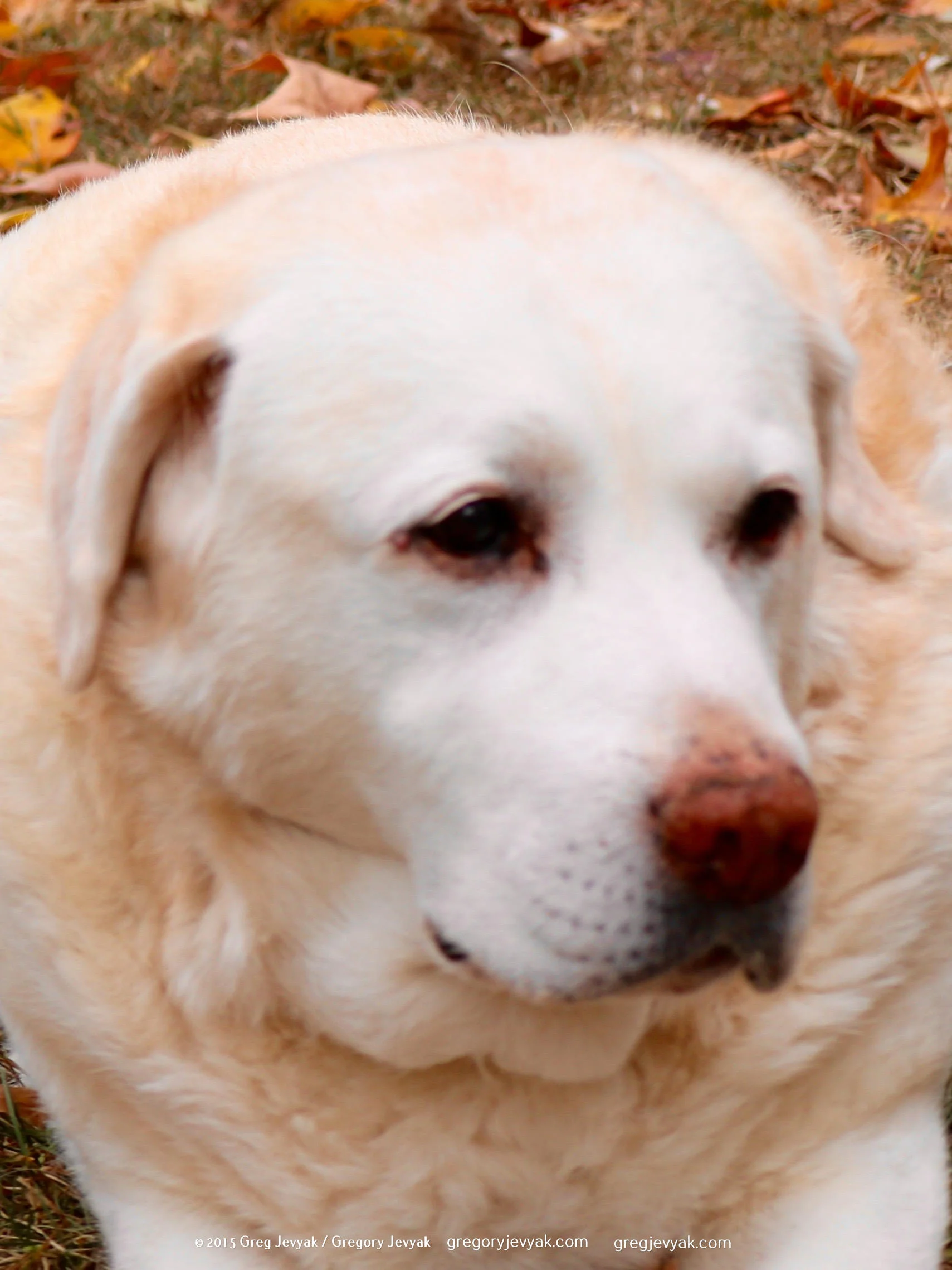 Abbey 10-23-15 lay.jpg