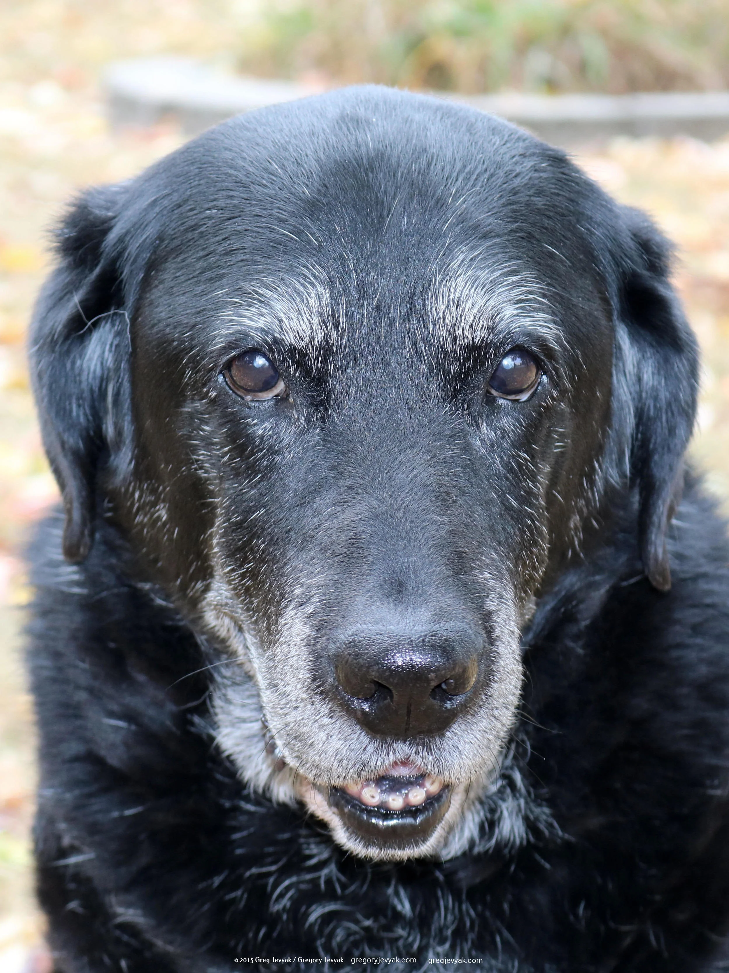 Tess 10-23-15.jpg