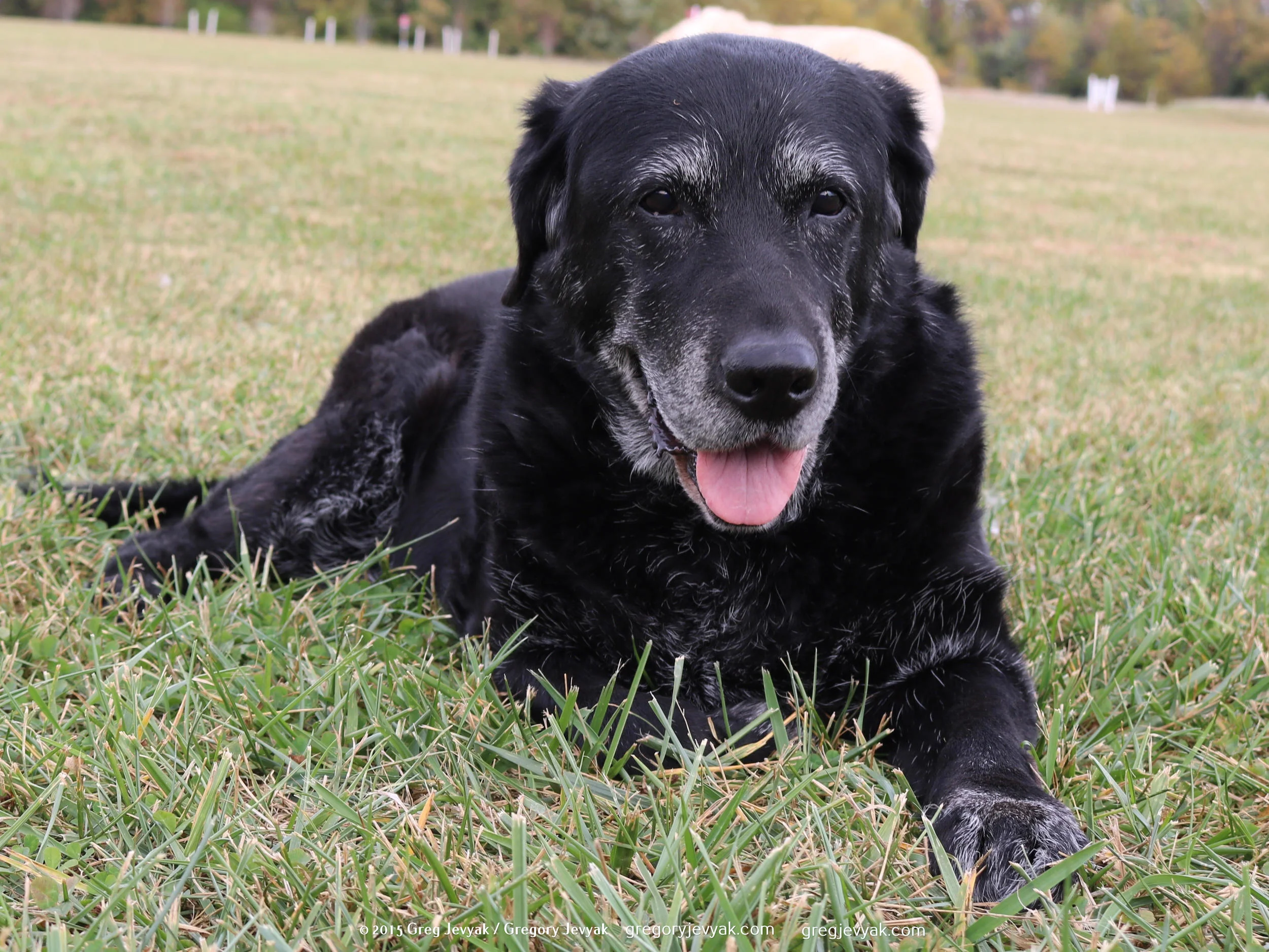 Tess 10-24-15 lay.jpg