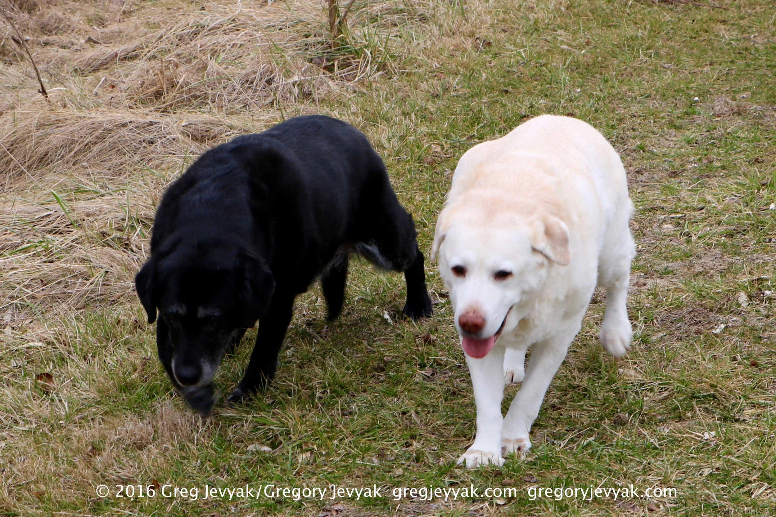 Tess-Abbey-1-31-16.jpg
