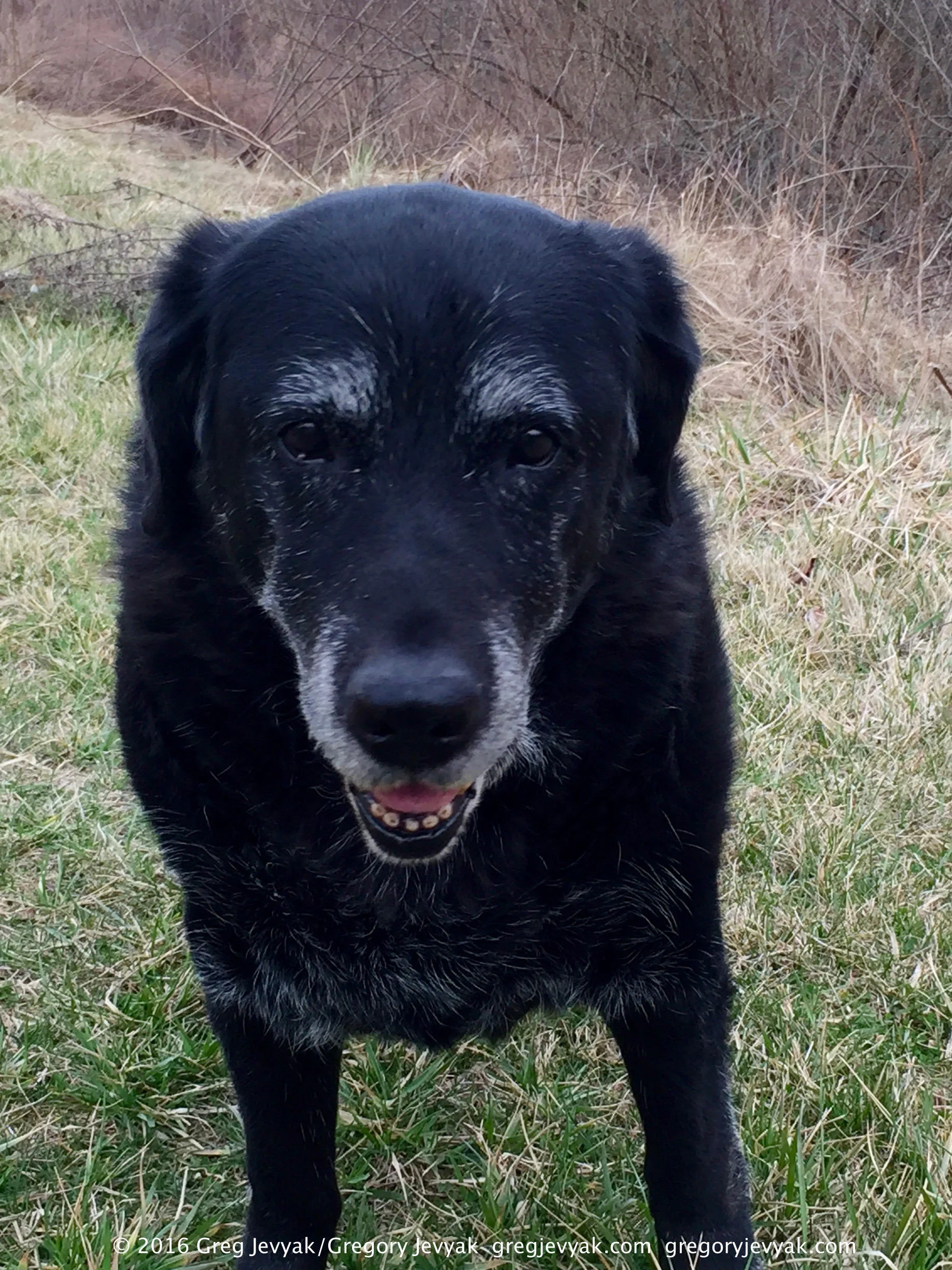 Tess 3-6-16 a.jpg