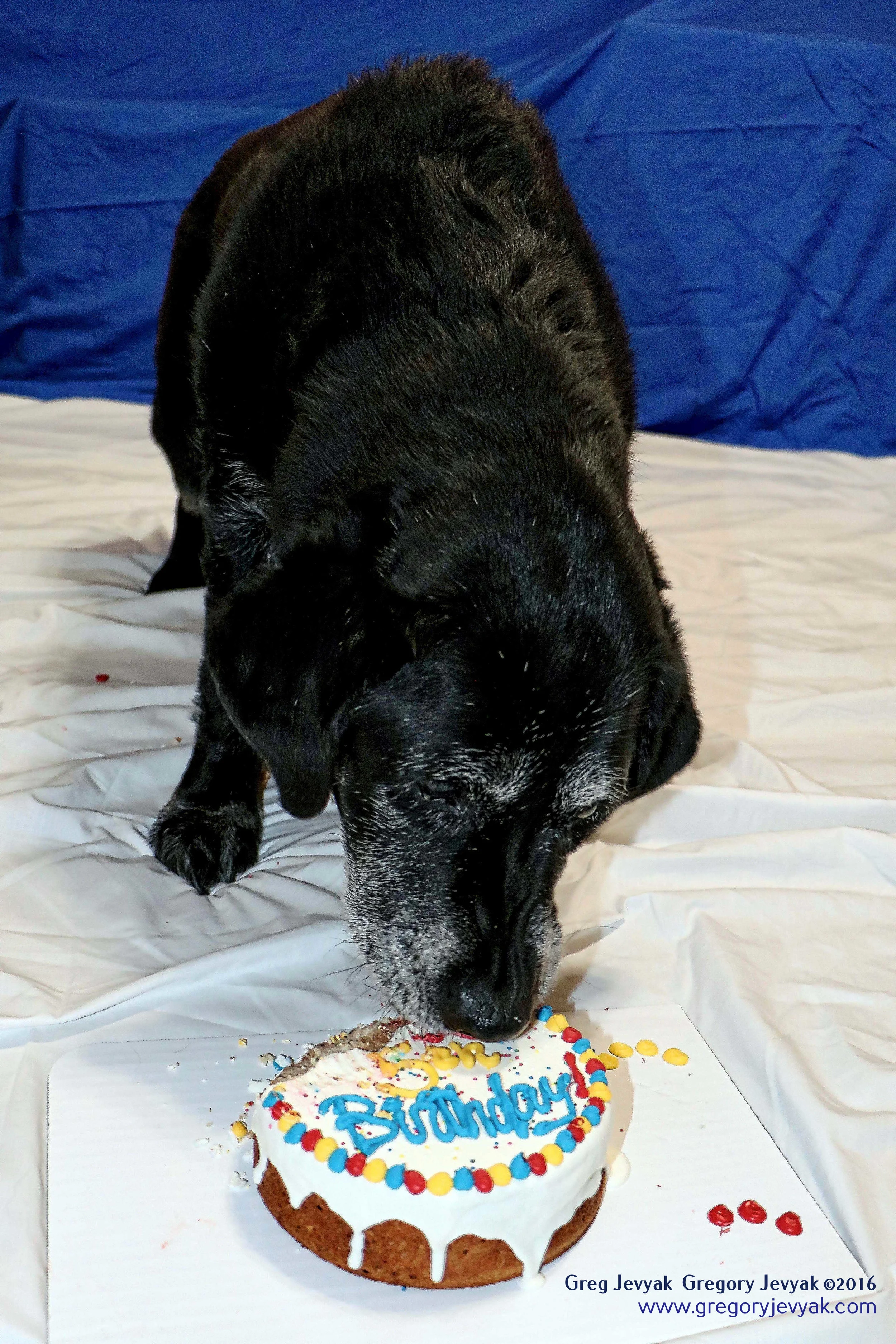 Tess15thBday_6_g.jpegWeb.jpg