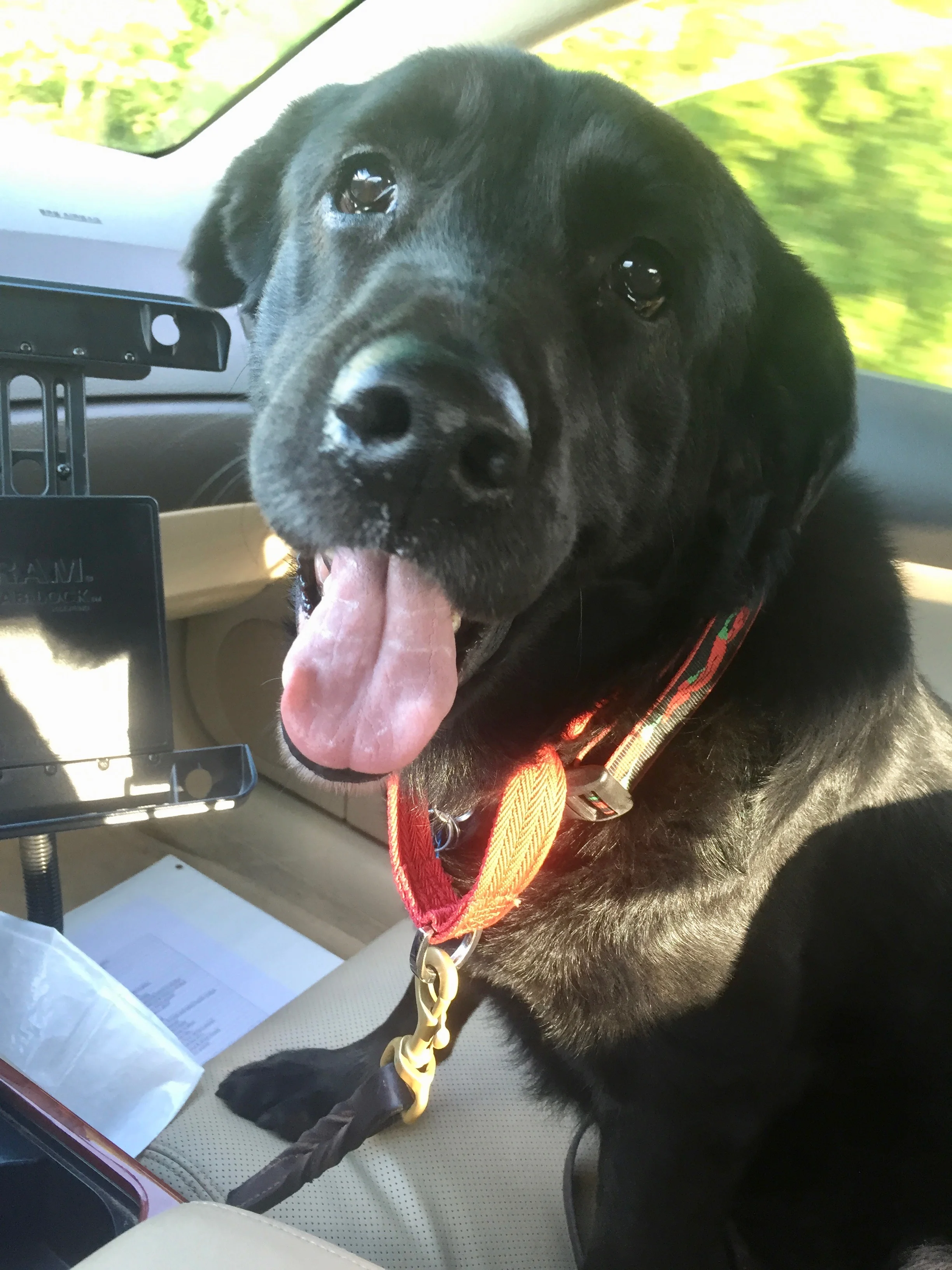 She hopped right in the front seat for me. Age 6 and ready to roll.