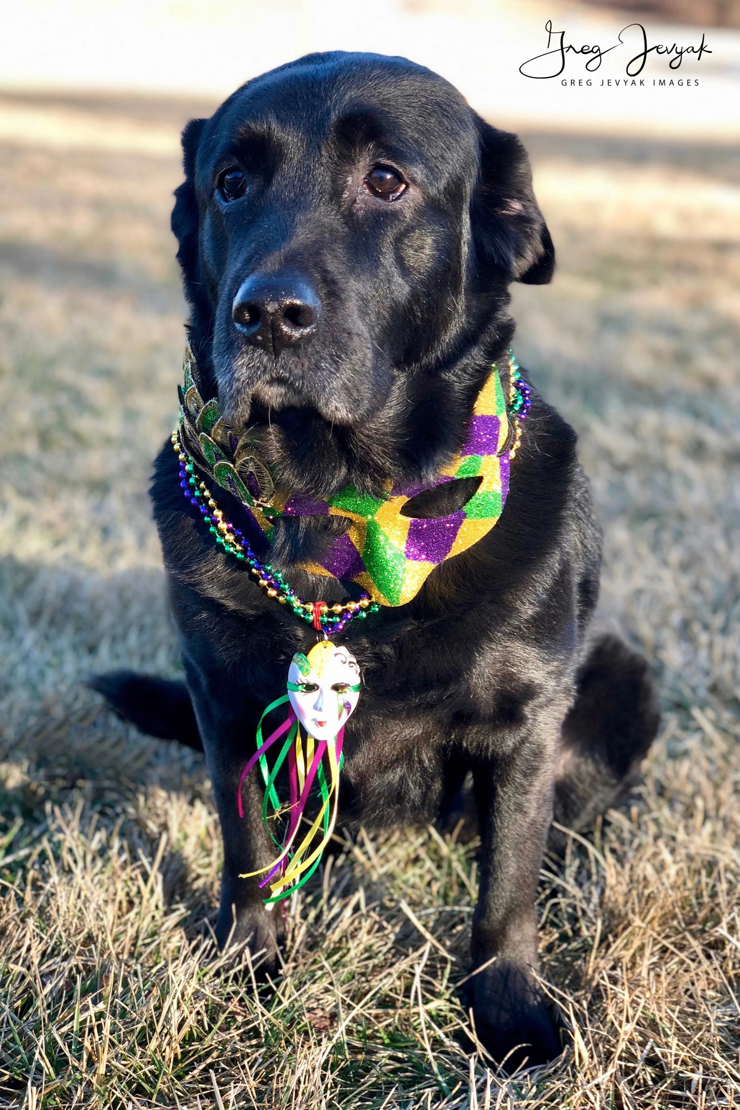 Cady Mardi Paws IMG_5503edit-1517532989025.jpg
