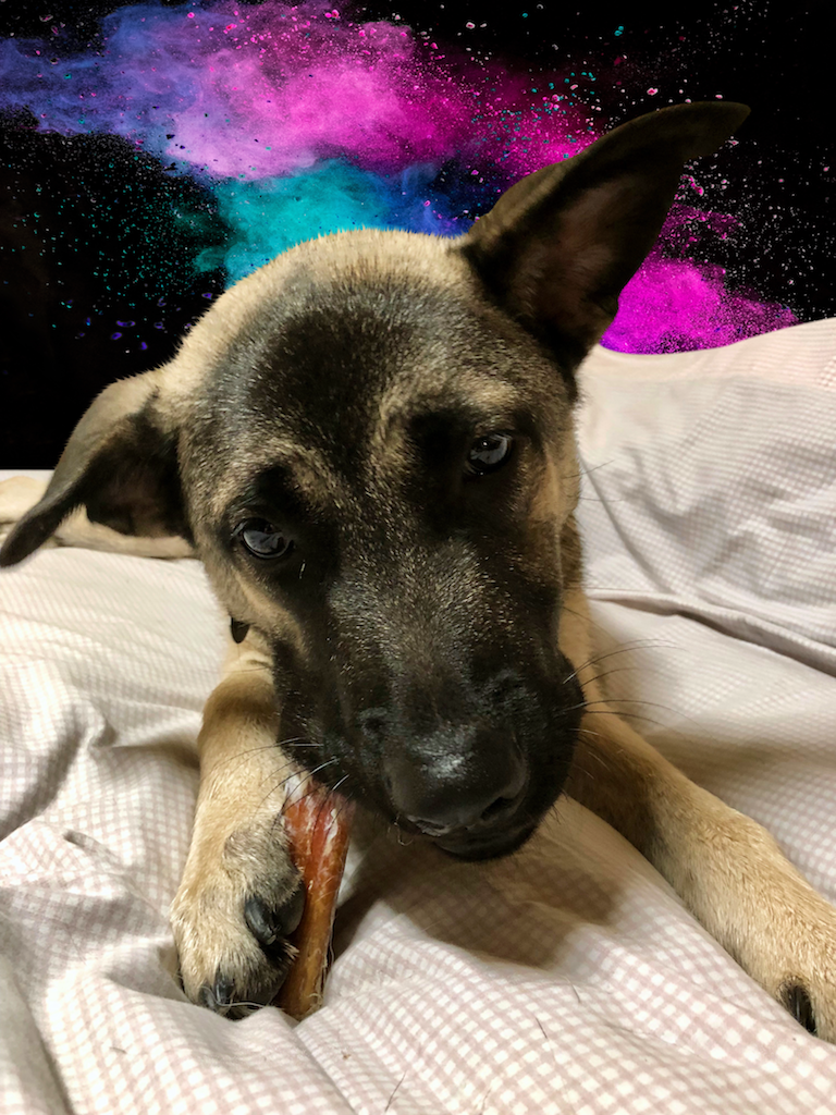 Irys bright colors chew bully-01 FB size.png