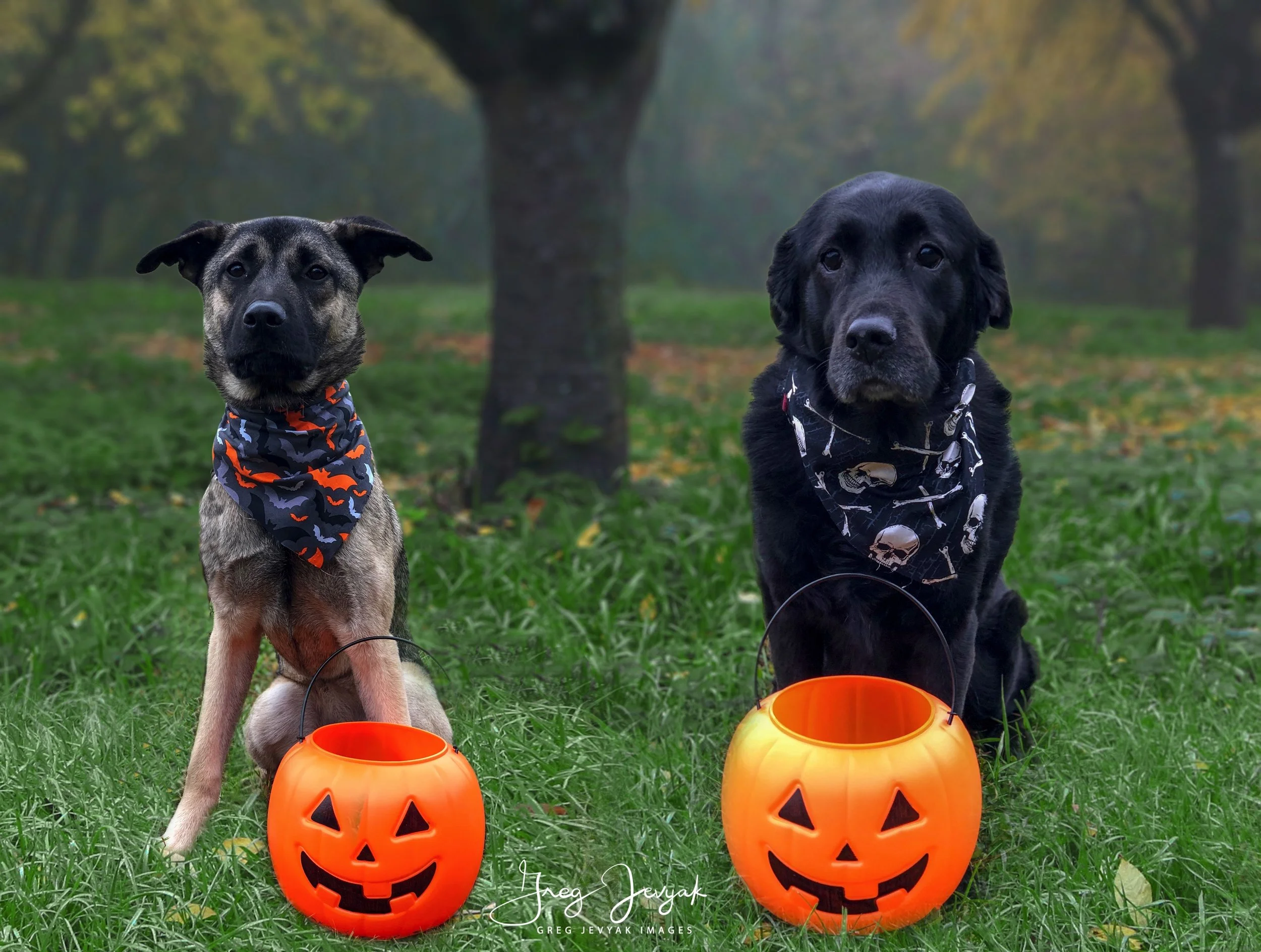 6 Irys Cady Halloween 2018_edit-1540839832302.jpeg