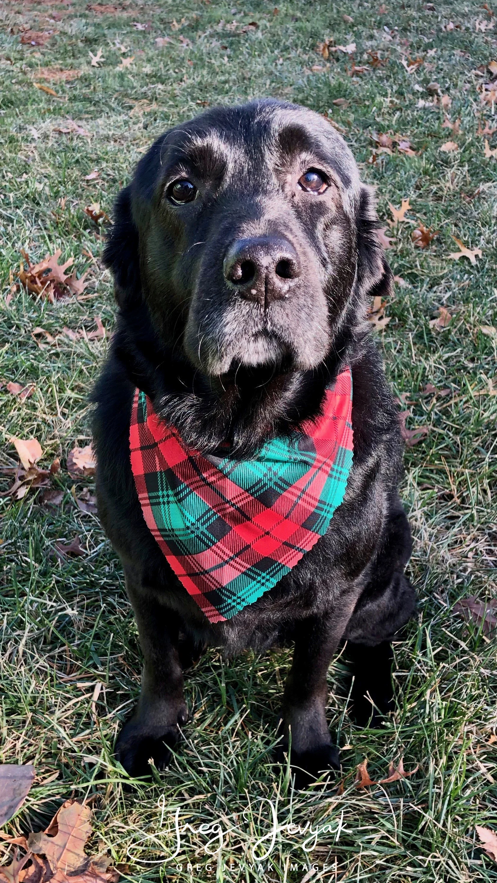 Cady 12-11-18-1.jpeg