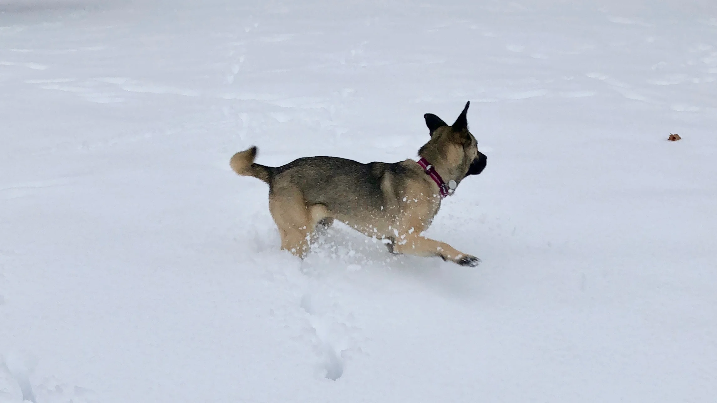 IMG_2125.jpeg