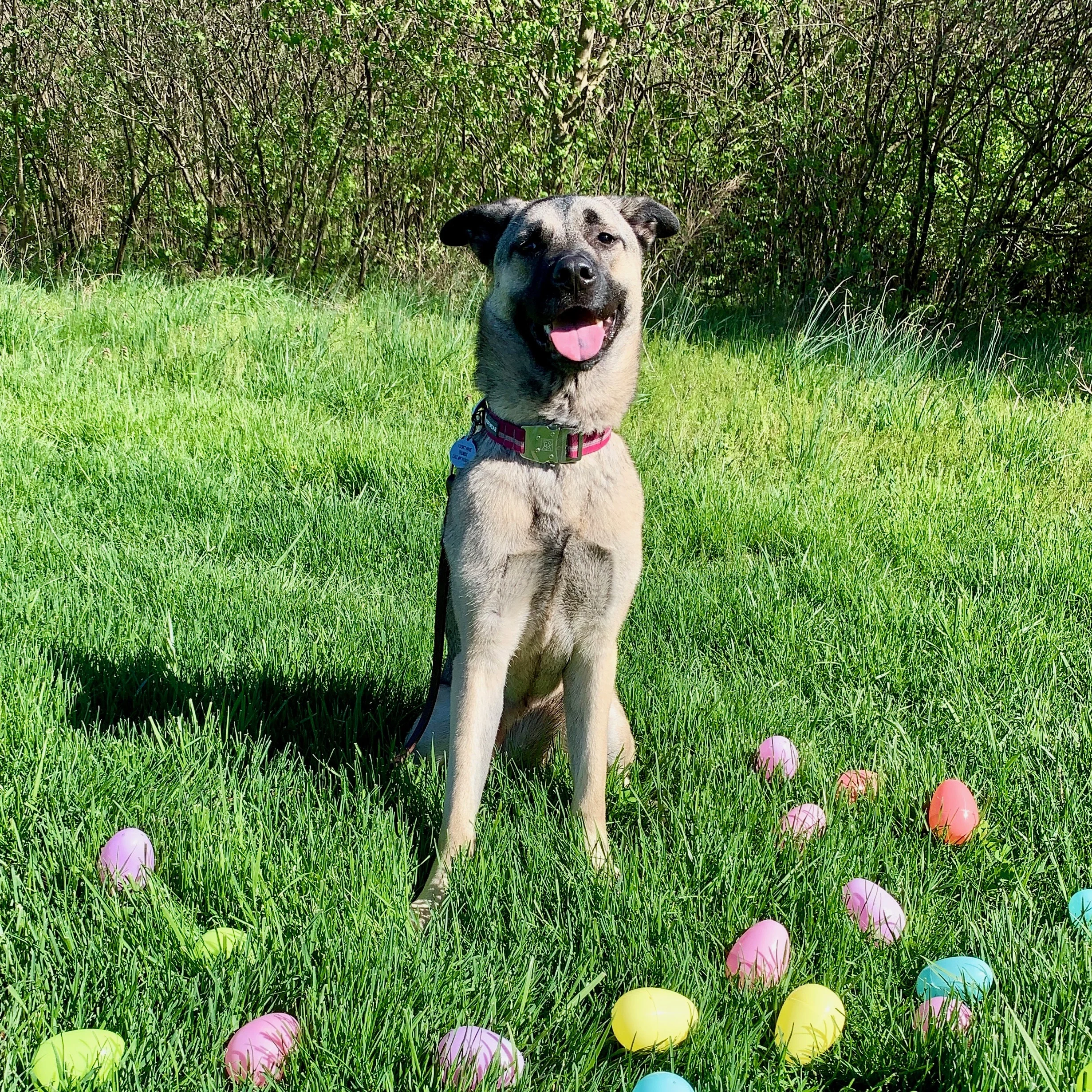 Irys easter 2019 IMG_4306.jpeg