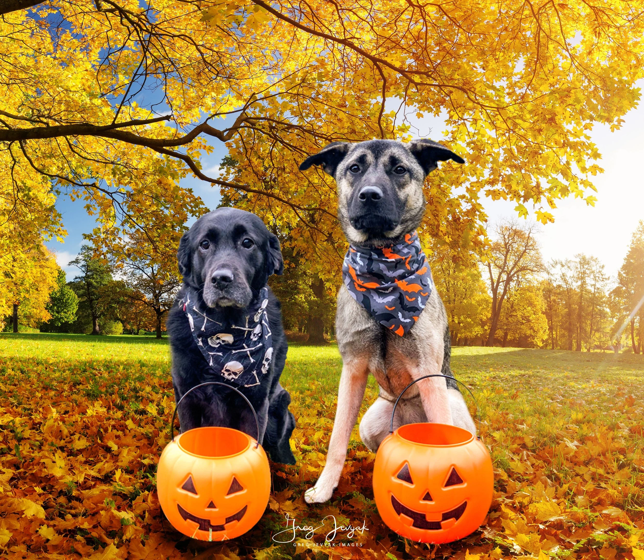halloween 2018 1 copy.JPG