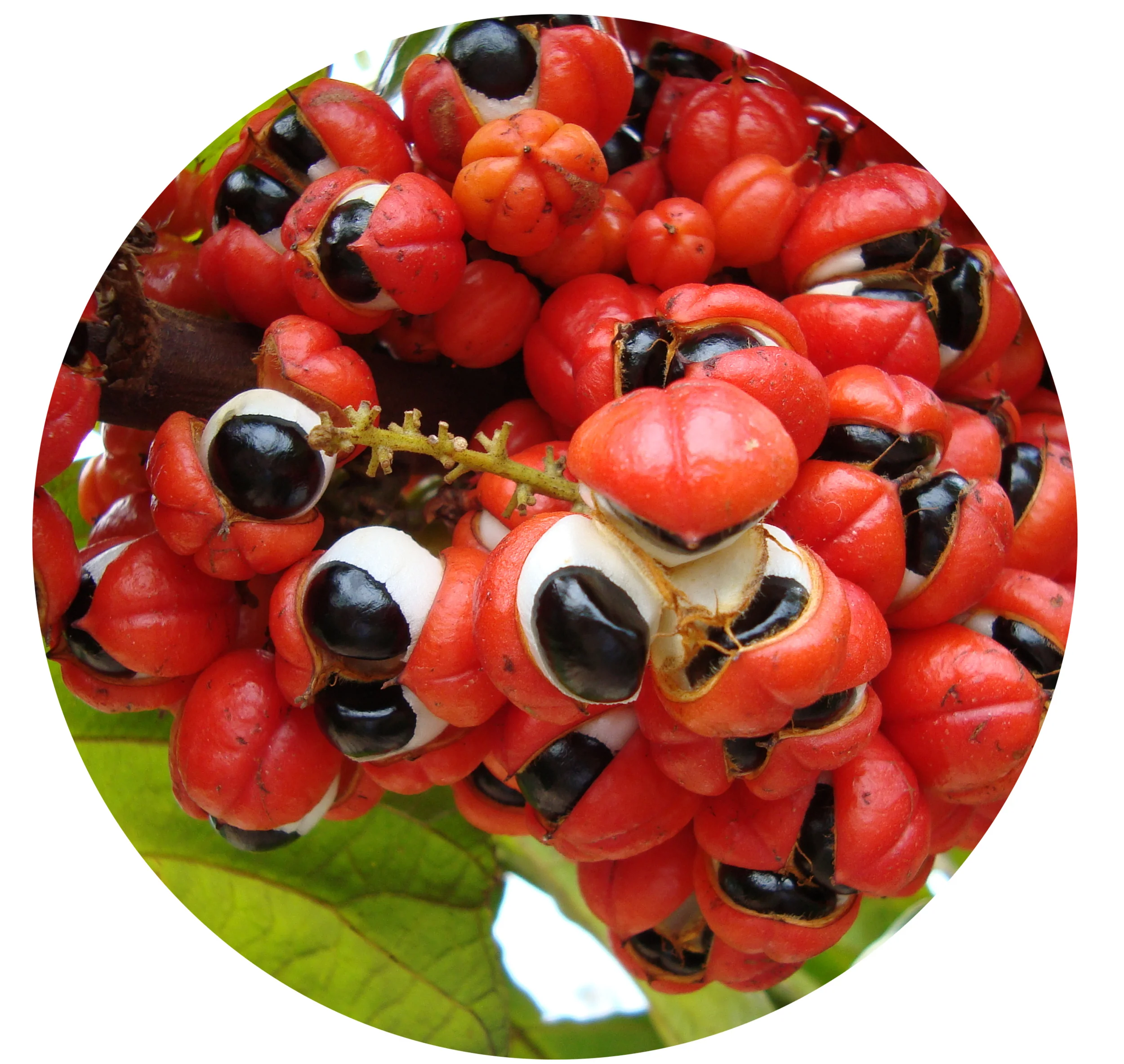 Gaurana-Incredible boost in energy so you can work harder and feel more focused! Concentrate on your work instead of food! Power and Energy!