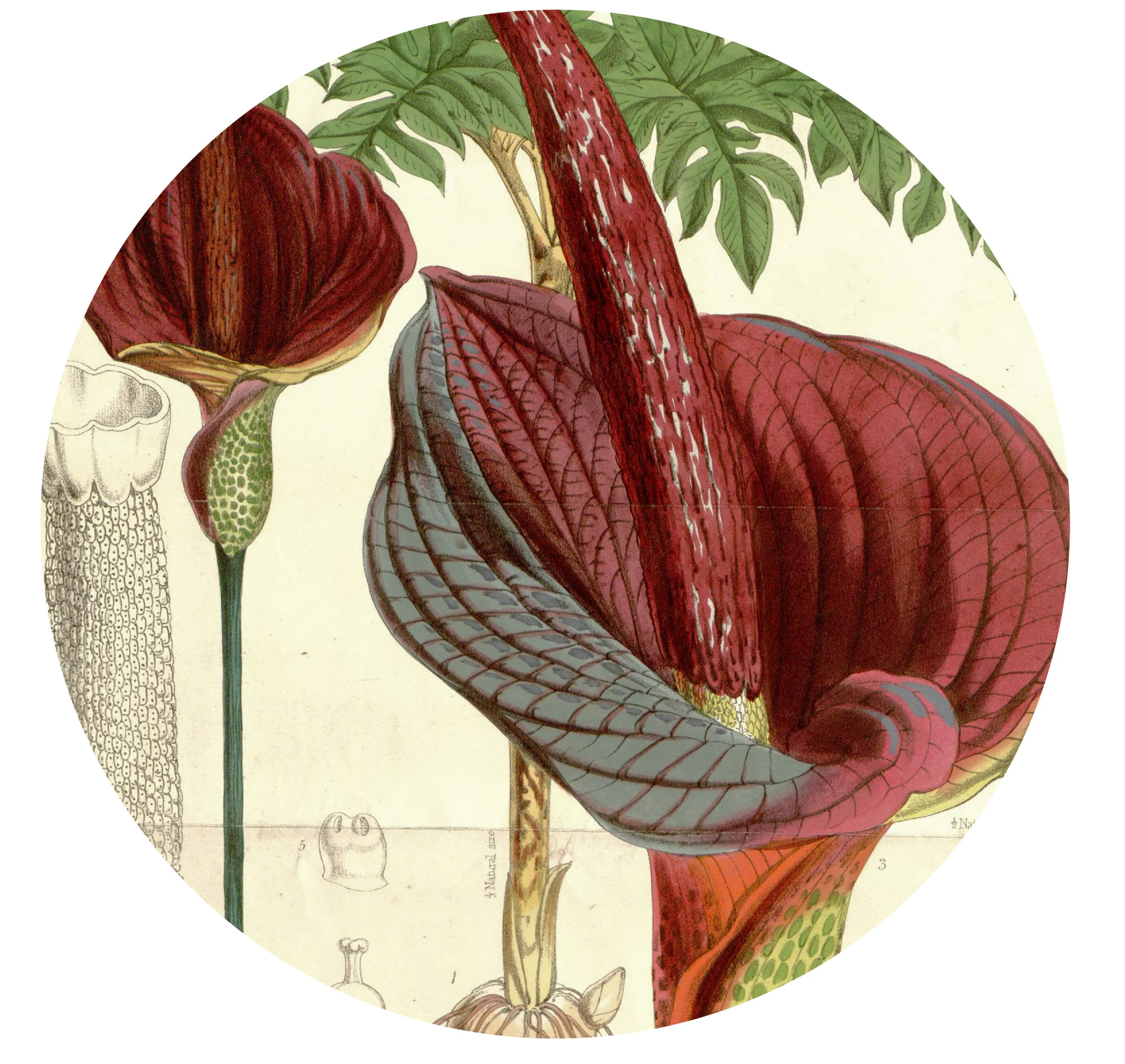 Konjac Root- Fantastic benefits in weight loss. Boost your metabolism and lessens your appetite.You won't feel as hungry, and be able to focus on other things instead of food!