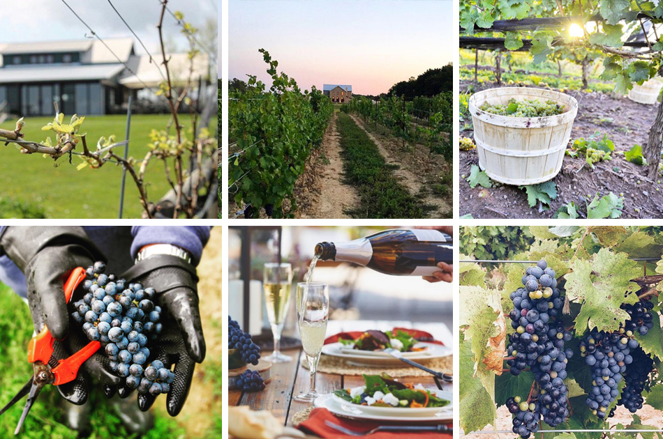 Photo Credit: Wine Country Ontario + Culinary Tourism Alliance