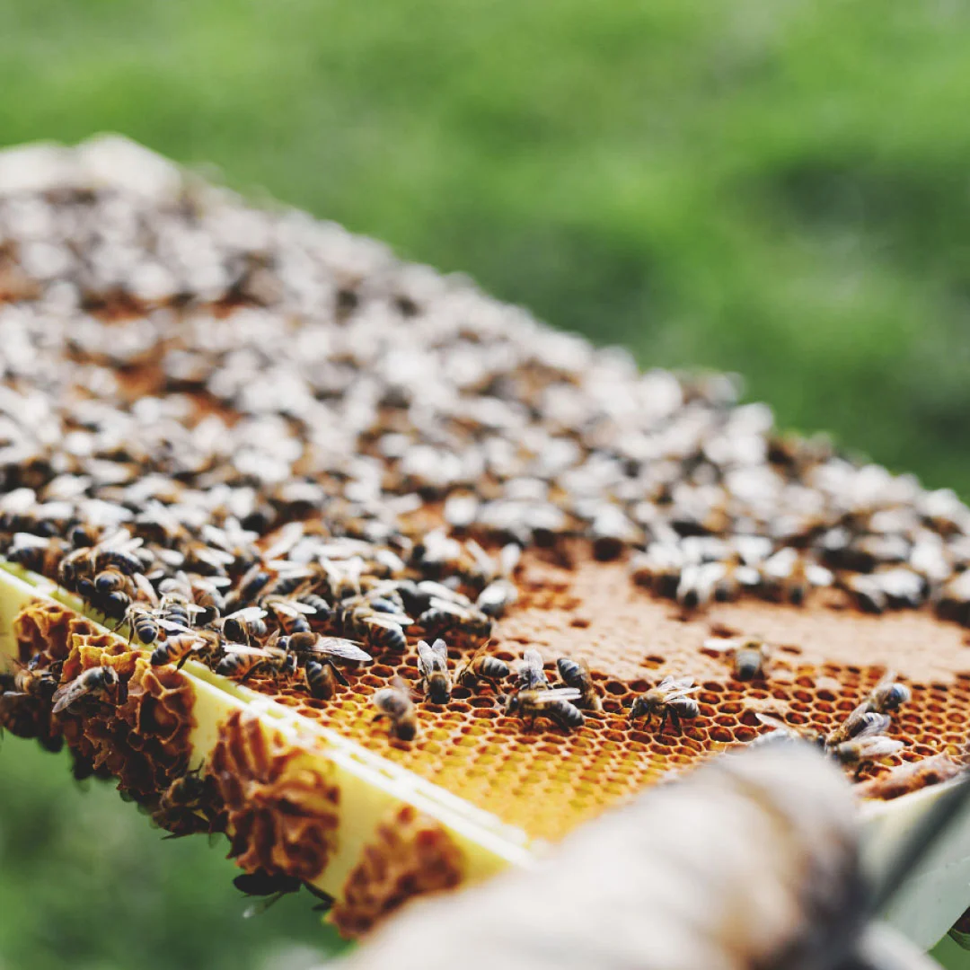 JimmyPluck_FinalFeed_0004_Oct 29 – Partnership Annc 2.jpg