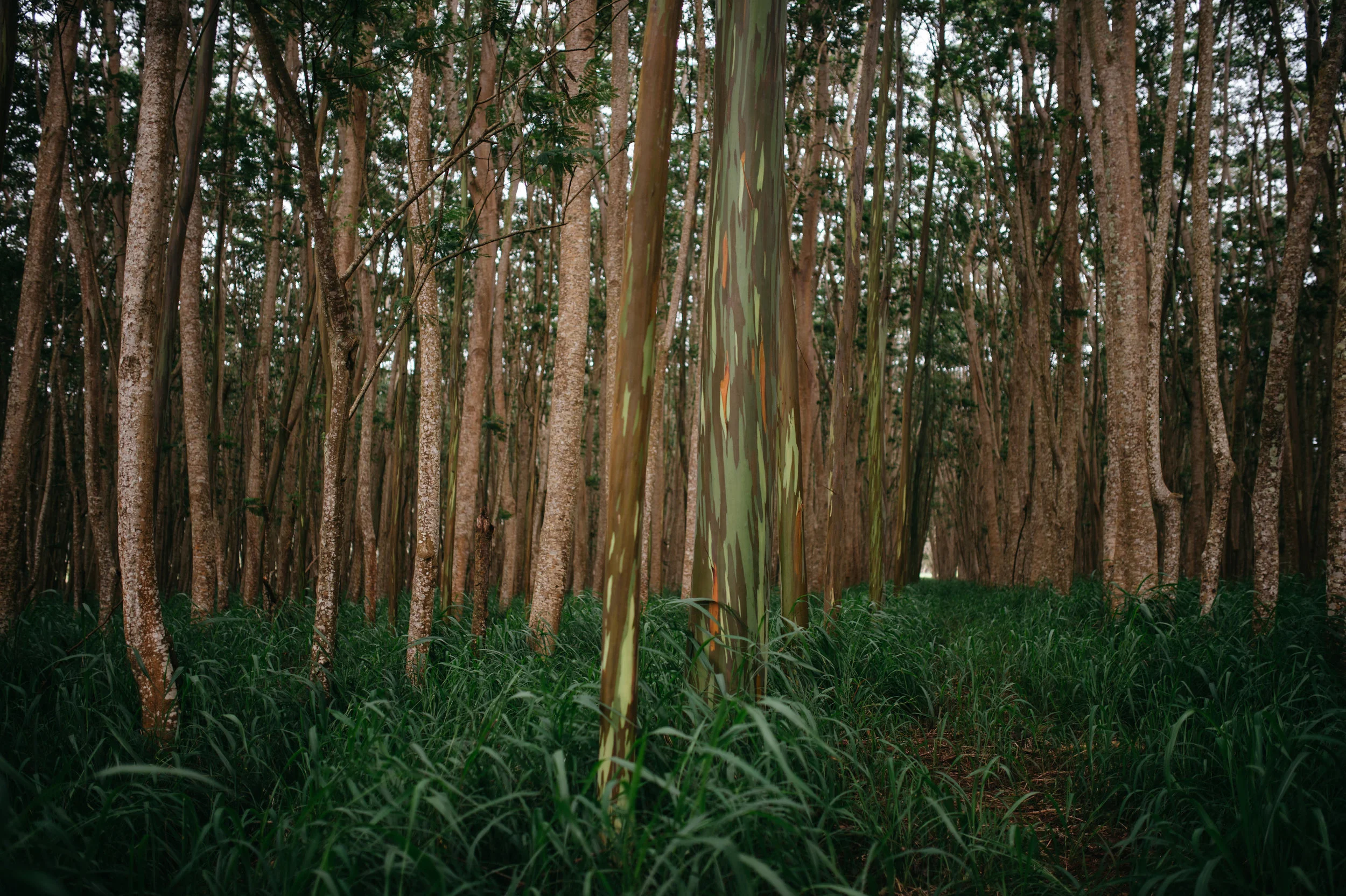 kauaitrip2018-105.jpg