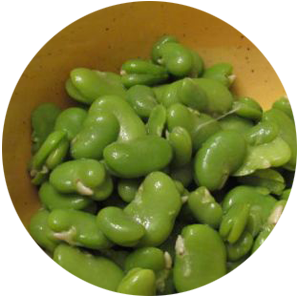 fava.png