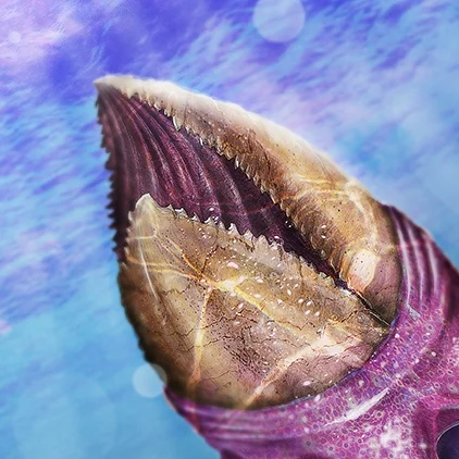 Sea Creature V5 SML.jpg