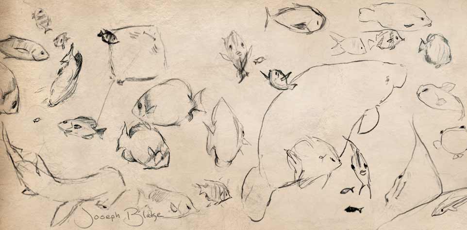 Joseph Blake's sketches of fish