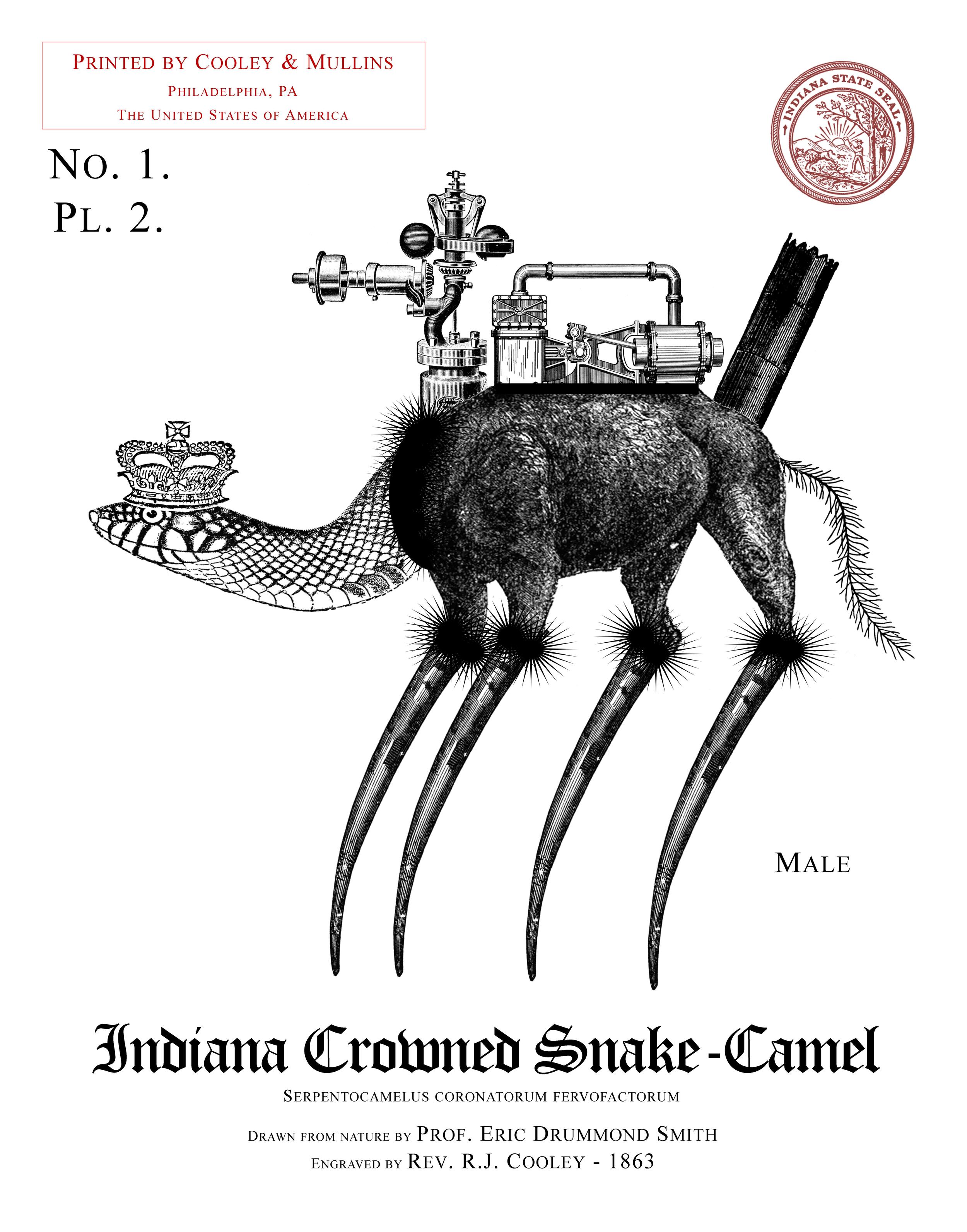 Indiana Crowned Snake-Camel