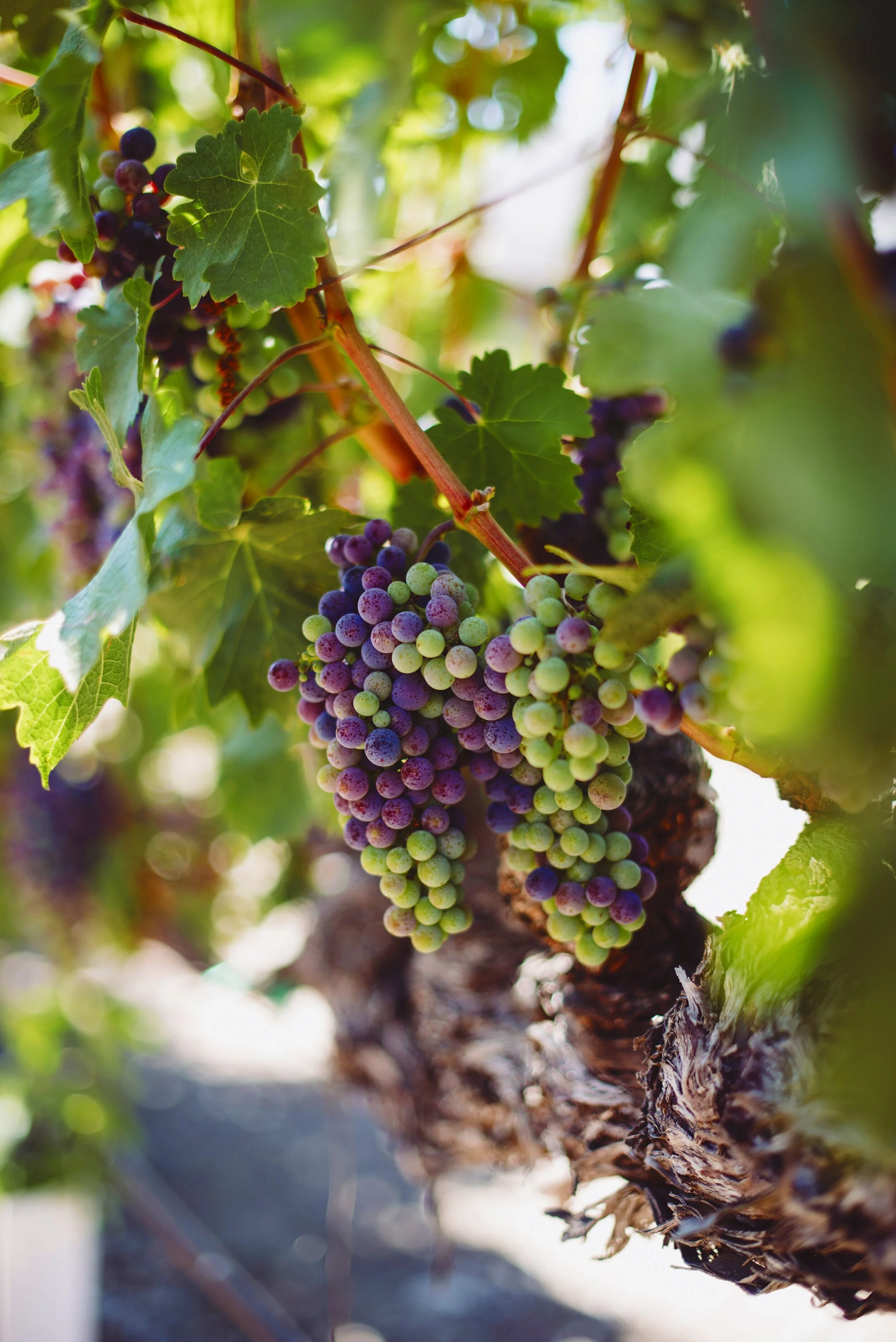 Calistoga Ranch Napa Valley Exclusive Benefits, Amenities and VIP Treatment