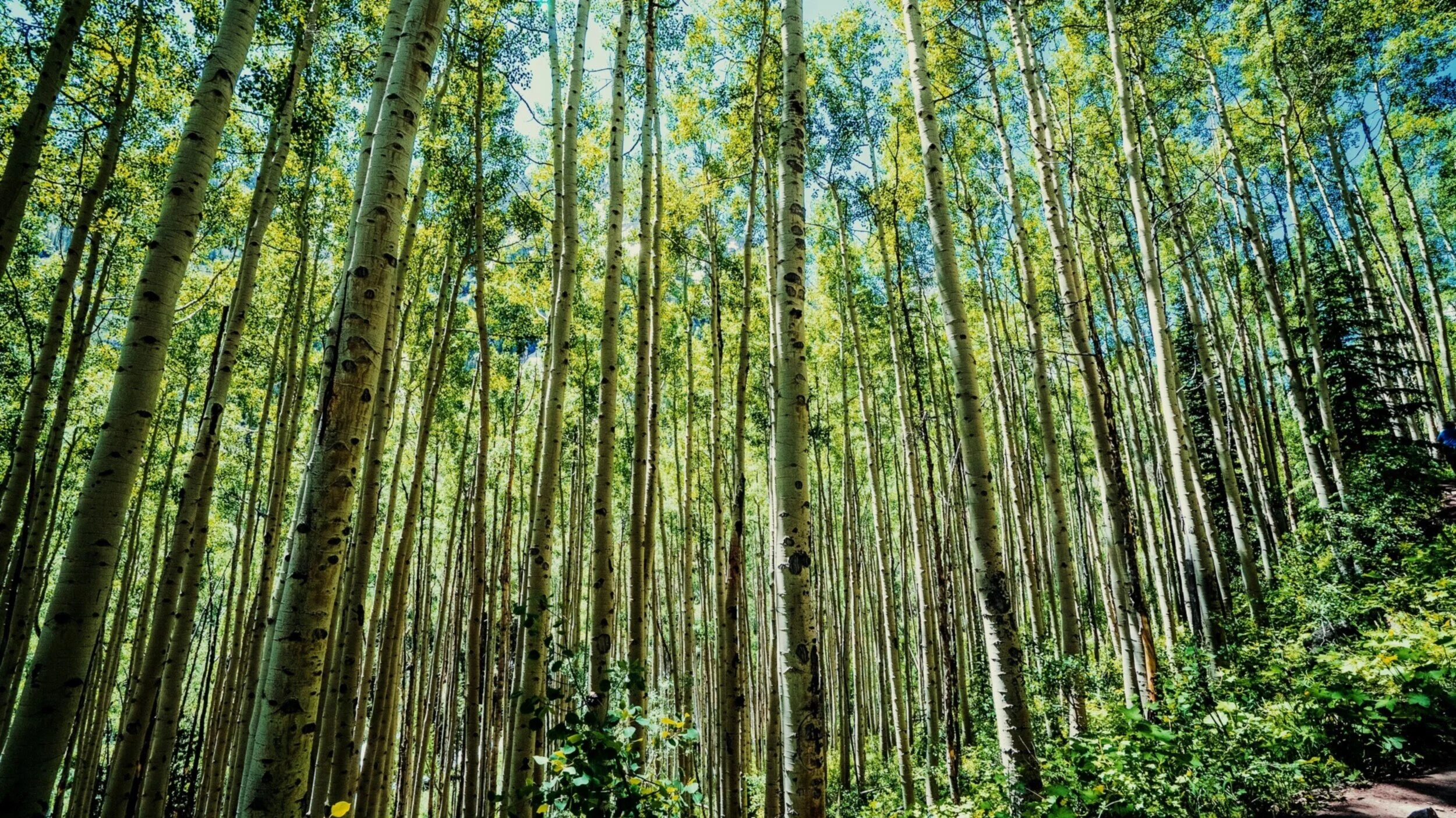 Little Nell Aspen Free Breakfast, $100 Food and Beverage Credit and More