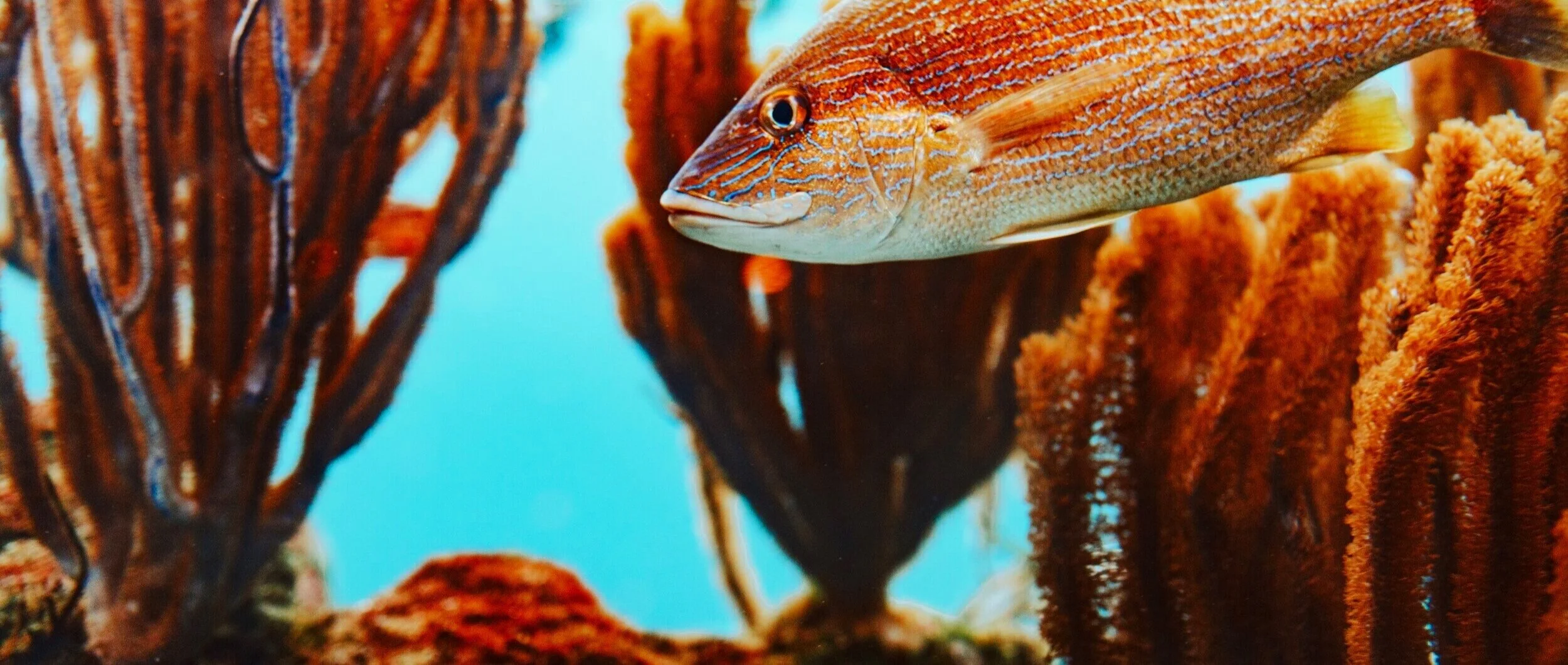 Rosewood Elite Exclusive at Rosewood Bermuda Free Night, Free Breakfast, Nightly Resort Credit