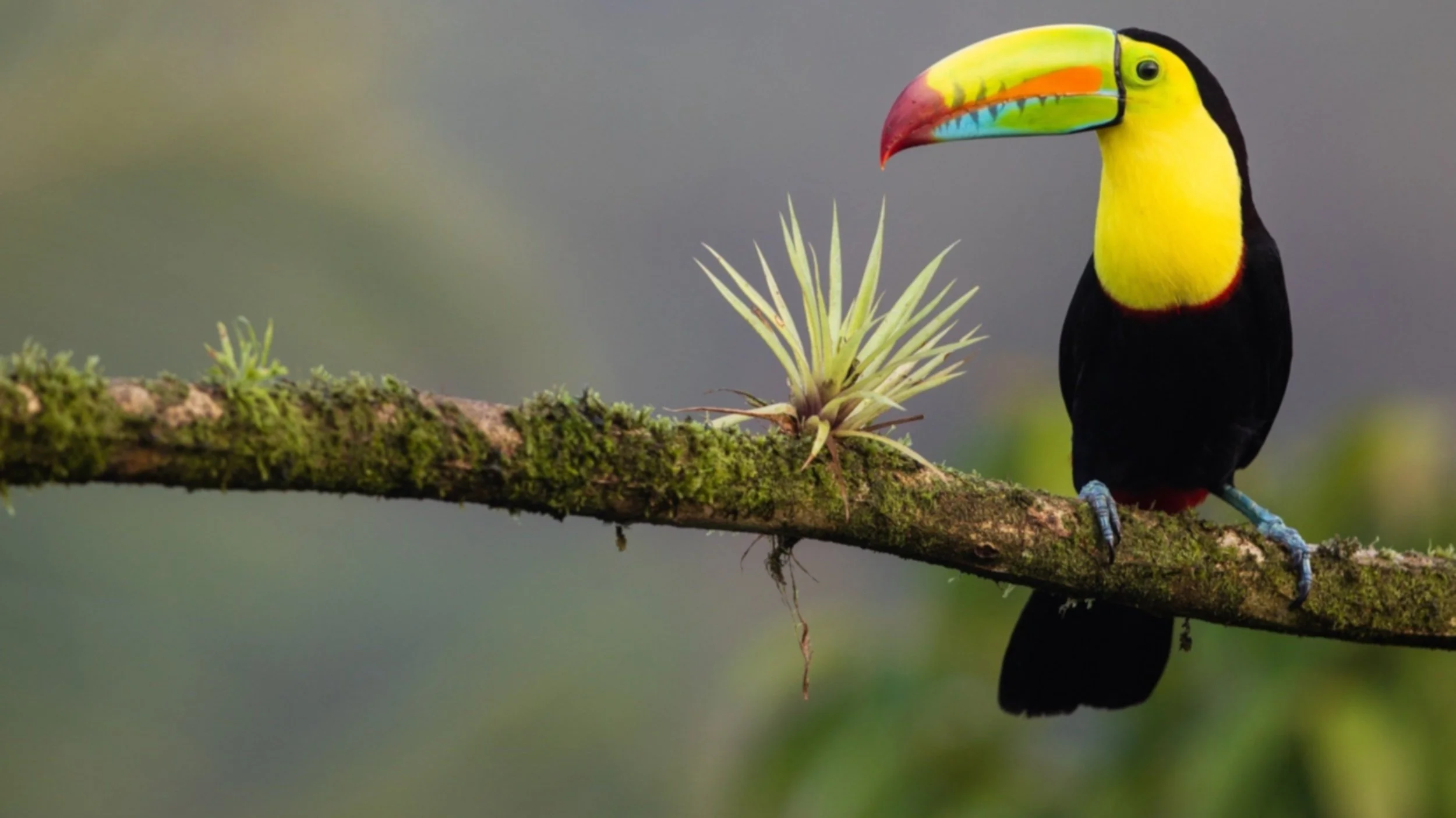 Four Seasons Costa Rica Preferred Partner $100 Hotel Credit, Breakfast, Welcome Amenity