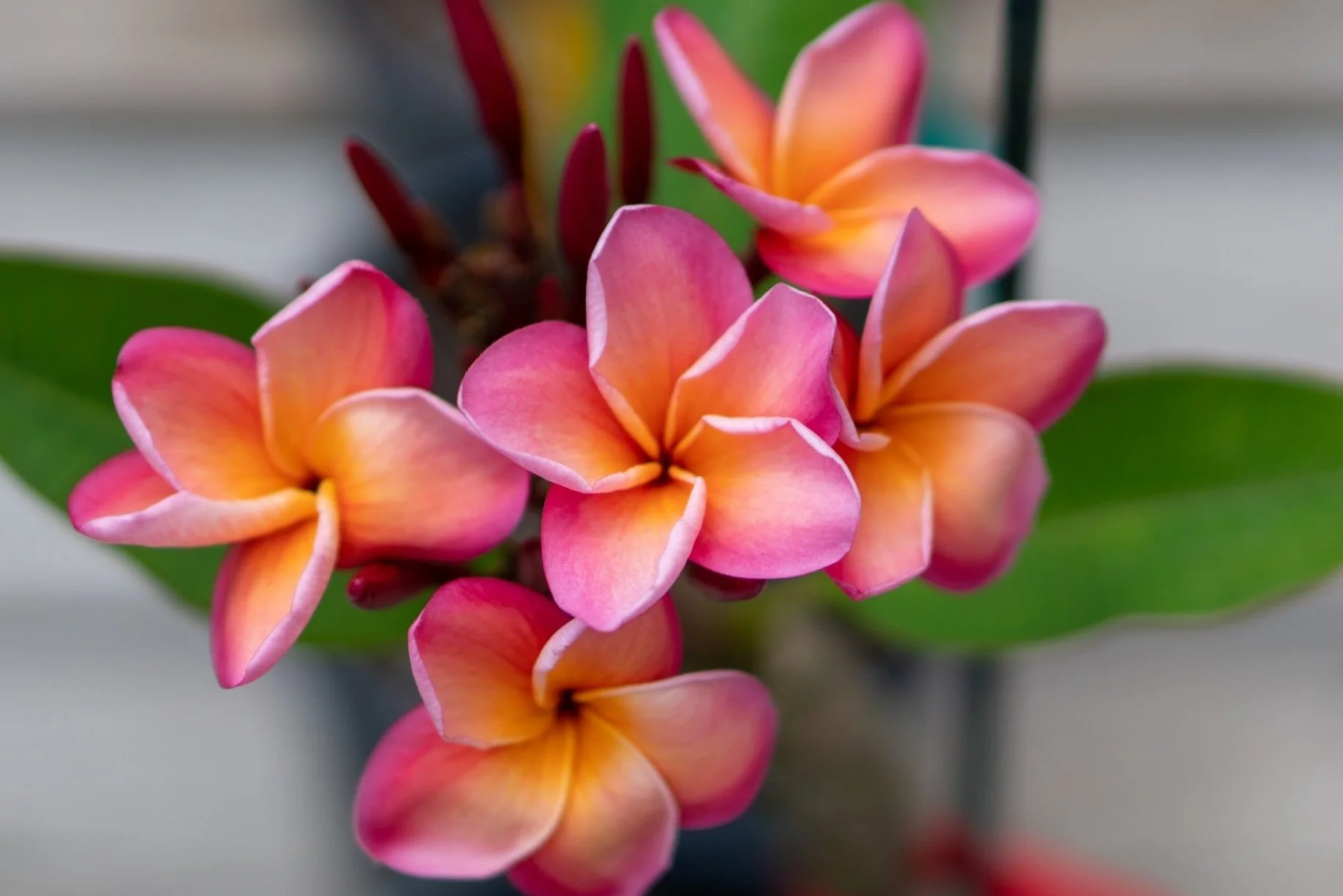 Four Seasons Hualalai Preferred Partner $100 Hotel Credit, Breakfast, Welcome Amenity