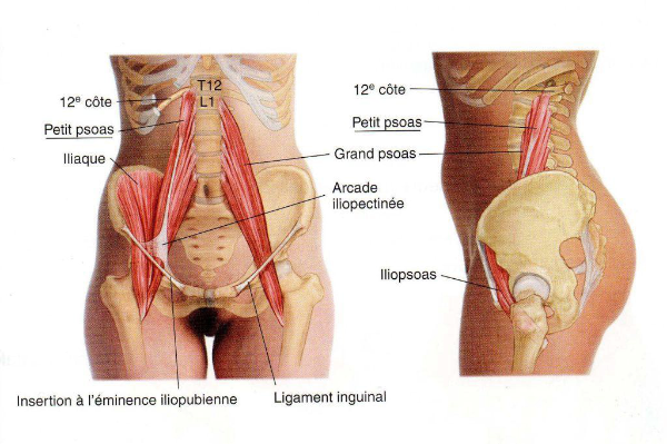 Hips and Low Back Working together, the muscles of the iliopsoas are the most powerful flexors of the thigh at the hip joint and also have a very important roll in stabilization and movement of the lumbar spine. We will do MFS for Iliopsoas to release all. This is a great class for people with low back, hip and knee pain. The main focus will be ELDOAs specifically for the lumbar spine to relieve disc compression and improve alignment for the rest of the spine. Date: Wednesday, 18 MAY 2016 Time: 7:30-8:30pm Location: Dance Studio No 1 - 12121 W Pico Blvd, Suite 2C Los Angeles, CA 90064 Directions: Free Parking is available at location. Class will be held in Studio B http://dancestudiono1.com/