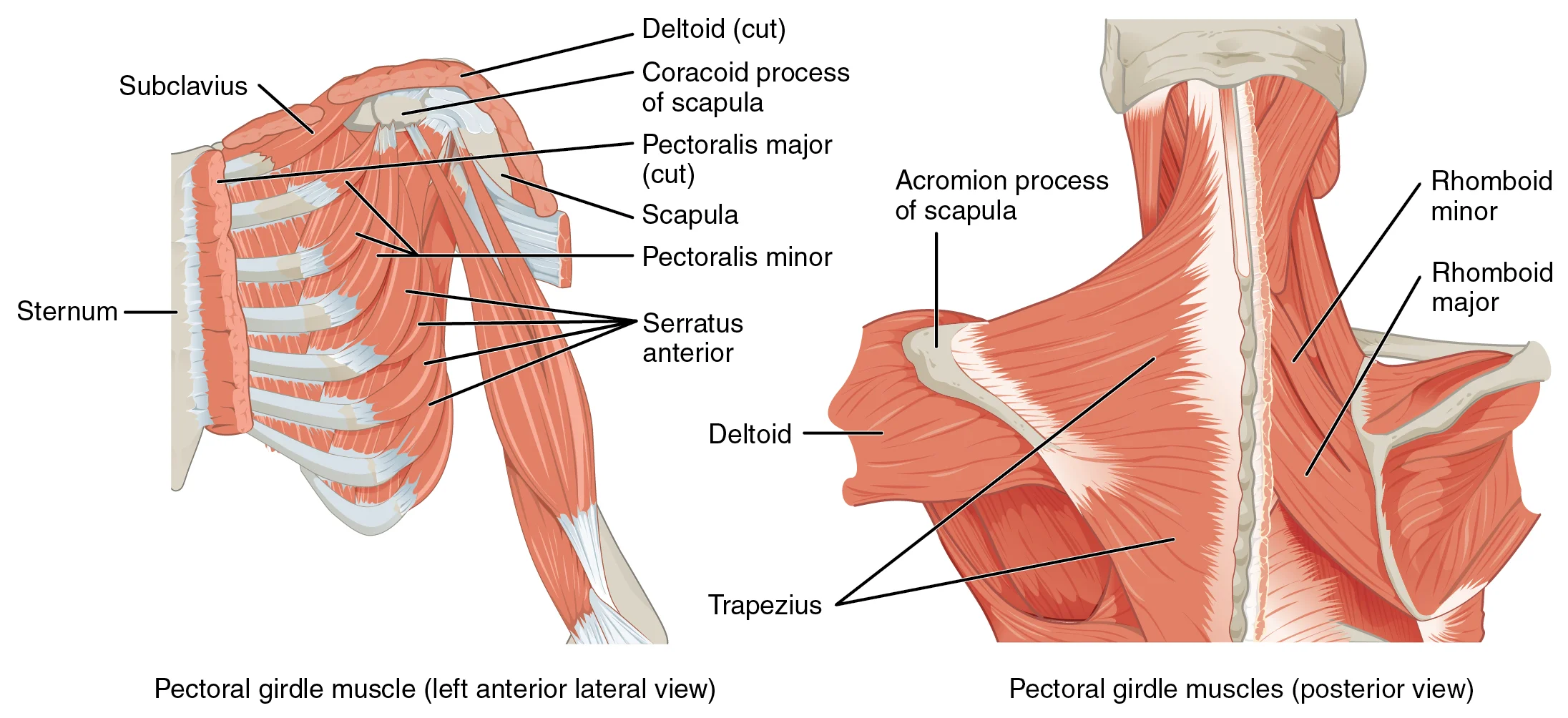 Neck and Shoulders The neck and shoulder relationship is very dynamic and requires a delicate balance of tensions to maintain function and pain-free movement. This class is fantastic for realignment and decompression for this common problem area for many people. We will focus on the ELDOA for the Dura Mater, MFS to release the shoulders as well as decompression for all the cervical spine..Learn what you can do to achieve the most ideal posture and support for this system. Date: Thursday, 19 MAY 2016 Time: 7:30-8:30pm Location: Dance Studio No 1 - 12121 W Pico Blvd, Suite 2C Los Angeles, CA 90064 Directions: Free Parking is available at location. Class will be held in Studio C http://dancestudiono1.com/
