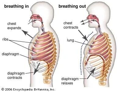 Diaphragm Did you know that your diaphragm (a muscle that you cannot even see) is one of the most important skeletal muscles in your entire body? On average a person breathes around 8-14 times every minute. With 1,440 minutes in a day, that is between 11,520 – 20,160 breaths you take for each day about 365 days a year. This does not include many other variables such as exercise, stress or sleep – all of which have an affect on your breathing. Your diaphragm is responsible for every single inhale and exhale you do for the course of your entire life. I’d say this is rather important, wouldn’t you agree? This class will focus on releasing the different parts of the diaphragm, including ELDOAs for the relations of the spine, to help you breathe easy after a long week! Date: Friday, 20 MAY 2016 Time: 10:00am-11:00am Location: Legacy Gym - 11845 W. Olympic Blvd Suite 100, Los Angeles, CA 90064 Directions: Parking Garage w/ hourly rate is available at location as well as surrounding meter or neighborhood parking. The gym is located on the 1st floor of the West Tower. Class will be held in the Back Room. http://www.legacy-gym.net/