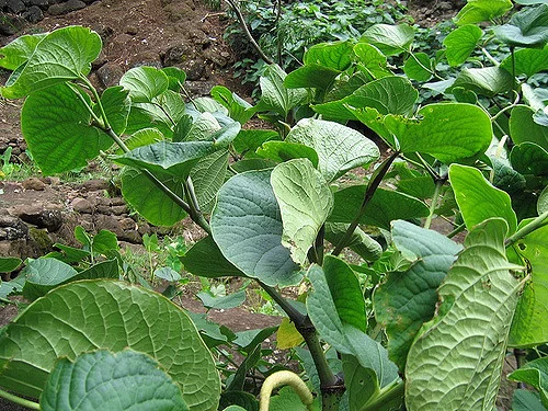 kava plant.jpg