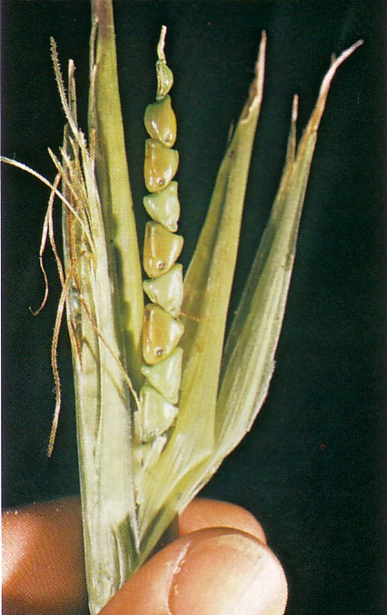 Corn’s ancestor, teosinte