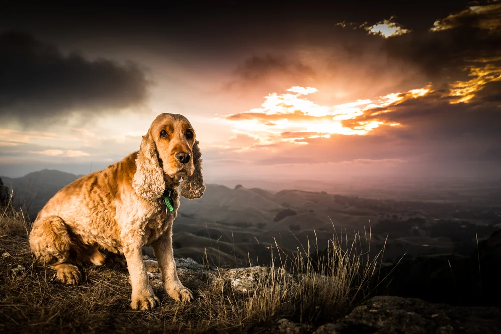 Harvey on Te Mata Peak, Hawkes Bay