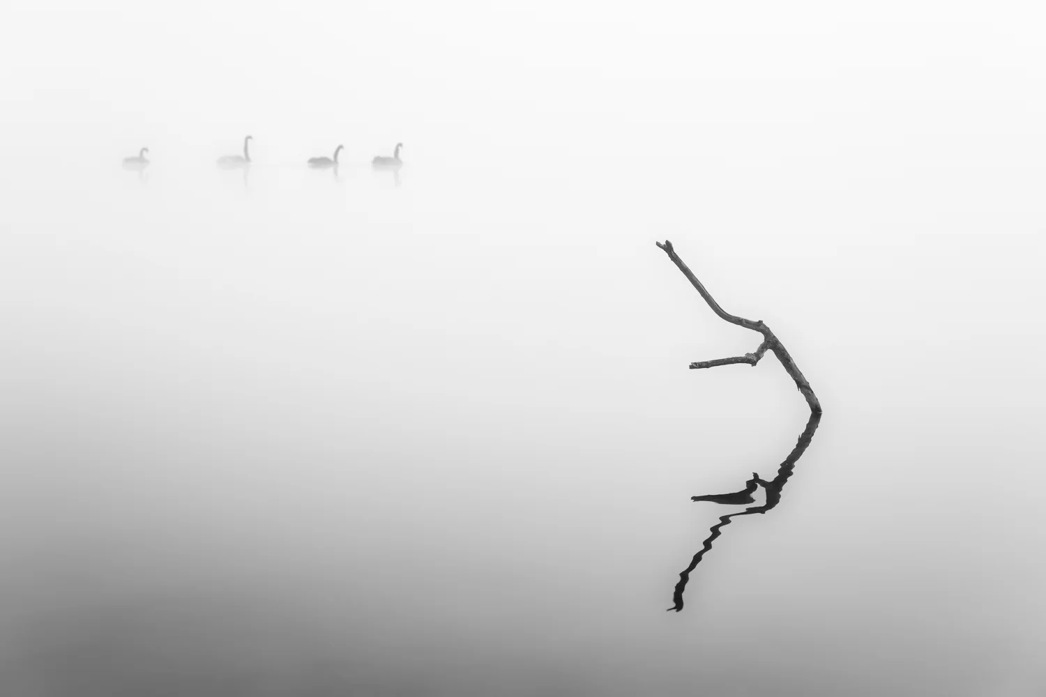 Five Swans: Lake Tutira